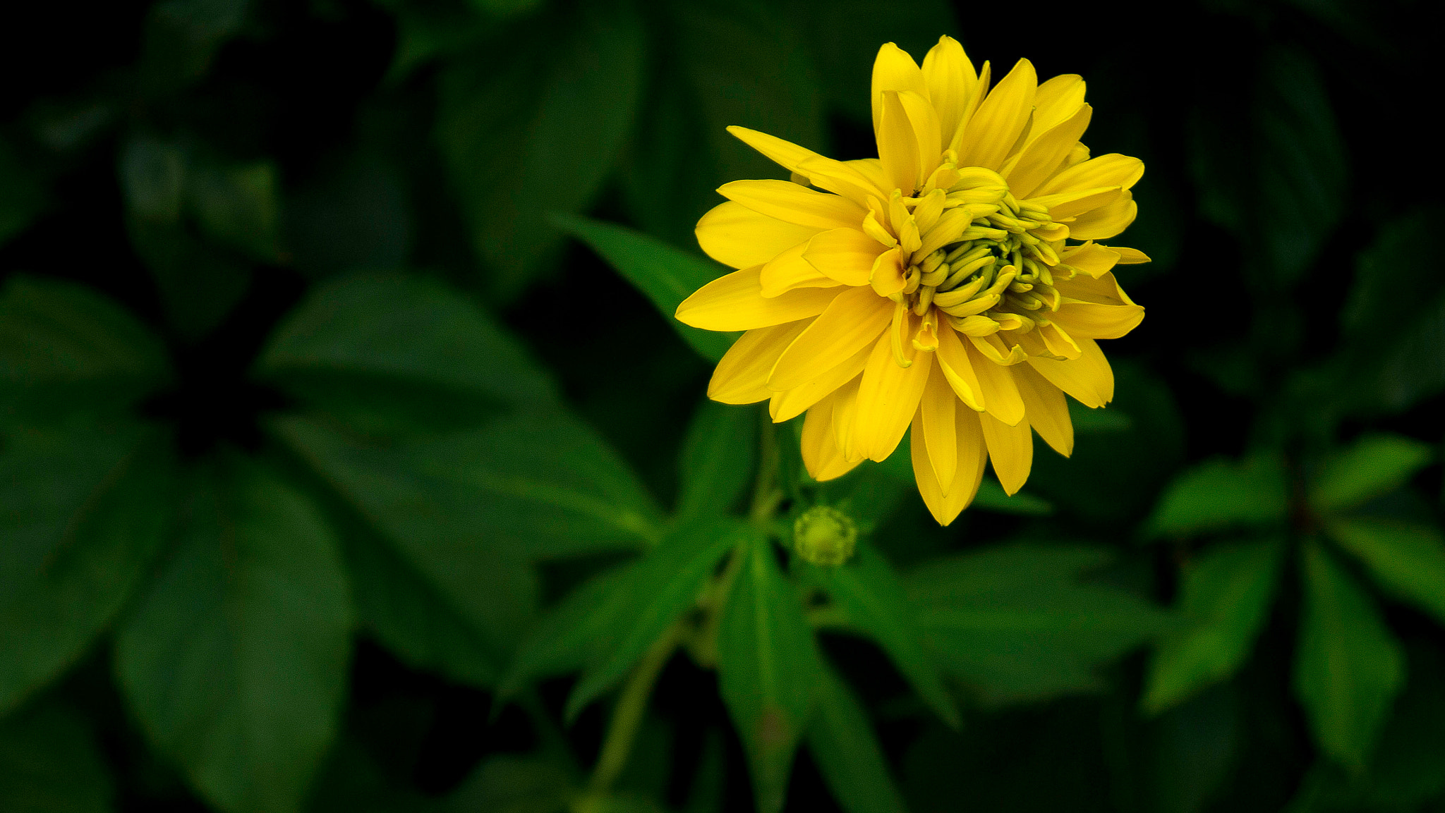 Panasonic Lumix DMC-G3 sample photo. Yellow flower photography