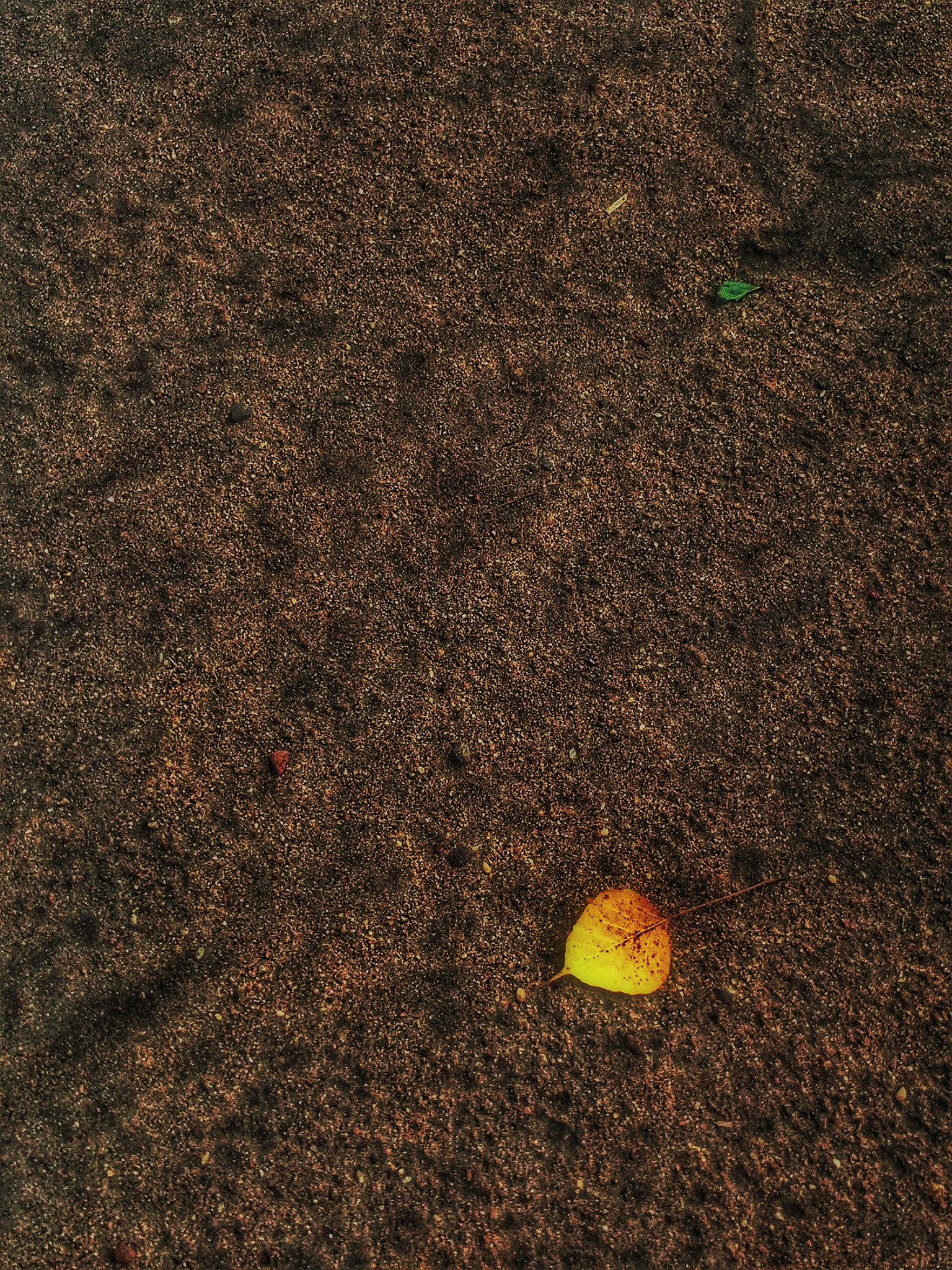 Sony Xperia L sample photo. A leaf ..... photography