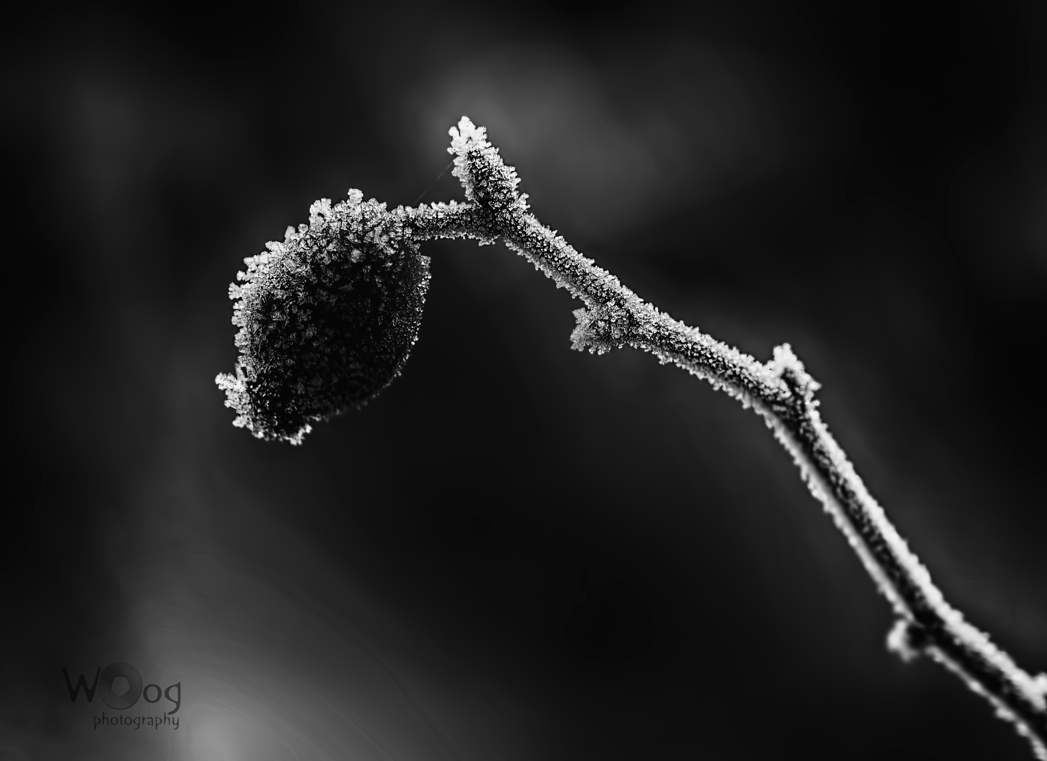 Sigma 105mm F2.8 EX DG OS HSM sample photo. Rosehips b&w photography