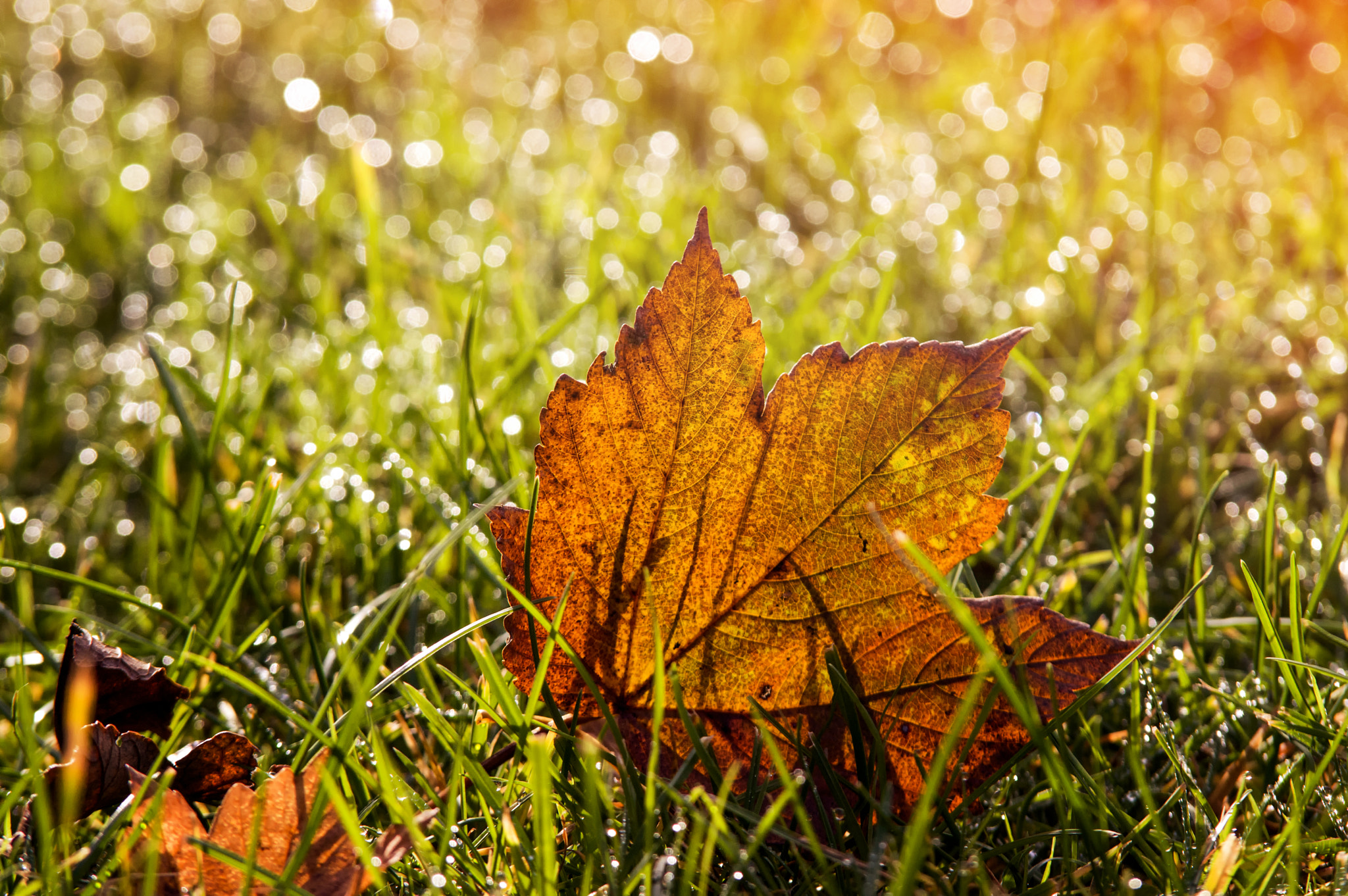 Pentax K-3 sample photo. Autumn leaf bokeh photography