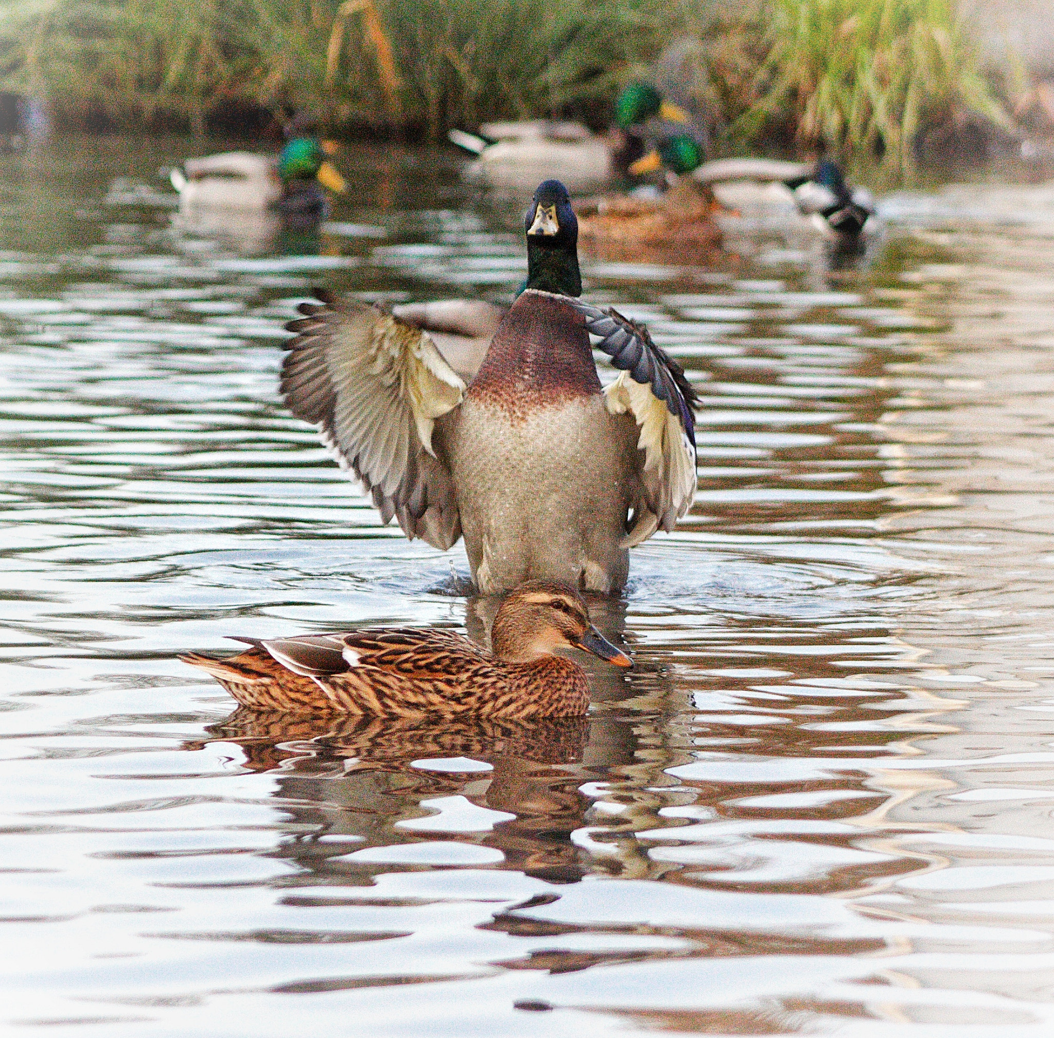 Canon EF 75-300mm f/4-5.6 USM sample photo. Okey, okey. calm down everybody. photography
