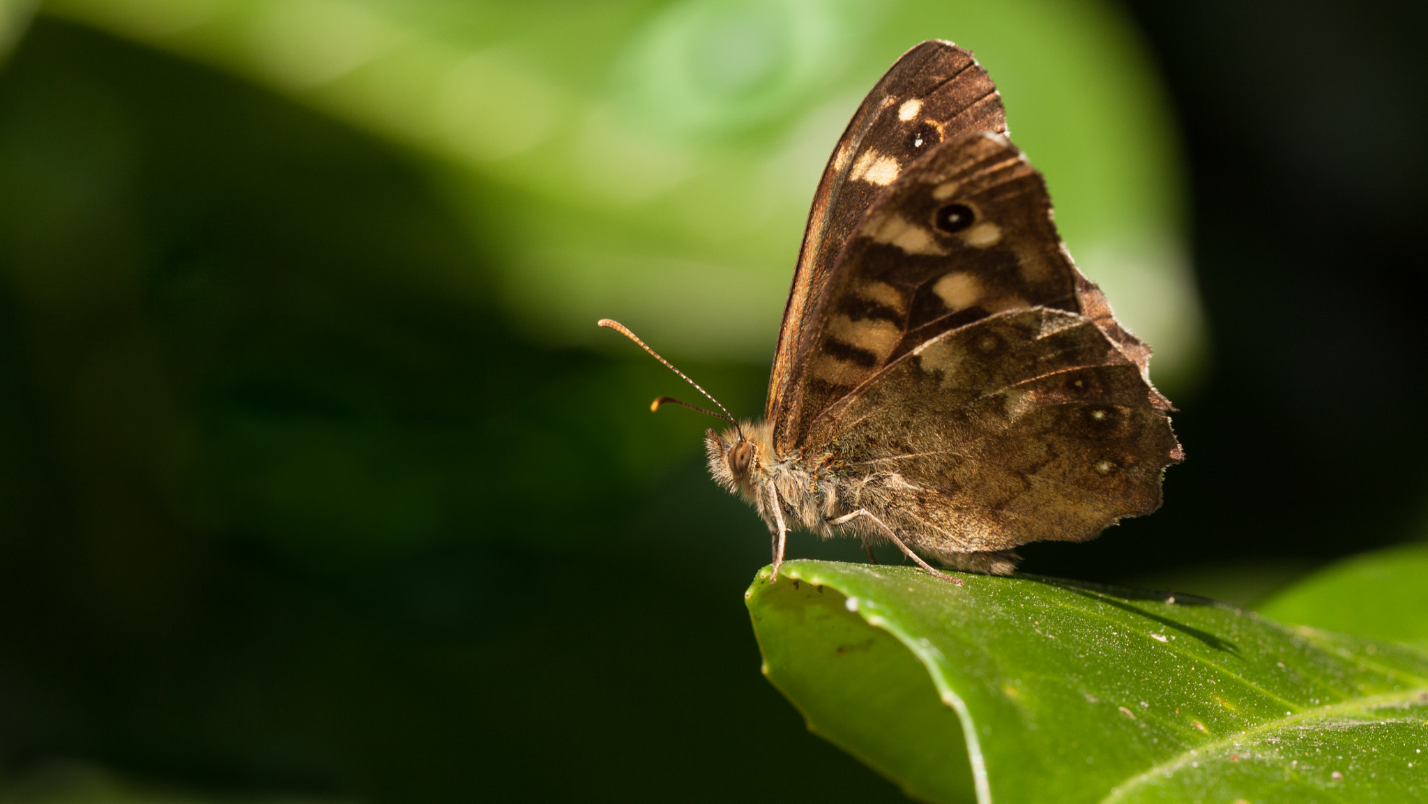 Canon EF 100mm F2.8L Macro IS USM sample photo. Bont zandoogje photography