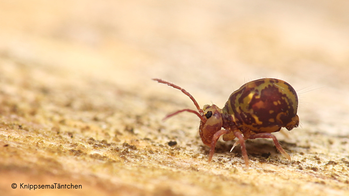 Canon EOS 700D (EOS Rebel T5i / EOS Kiss X7i) + Sigma 105mm F2.8 EX DG OS HSM sample photo. ... collembola. photography