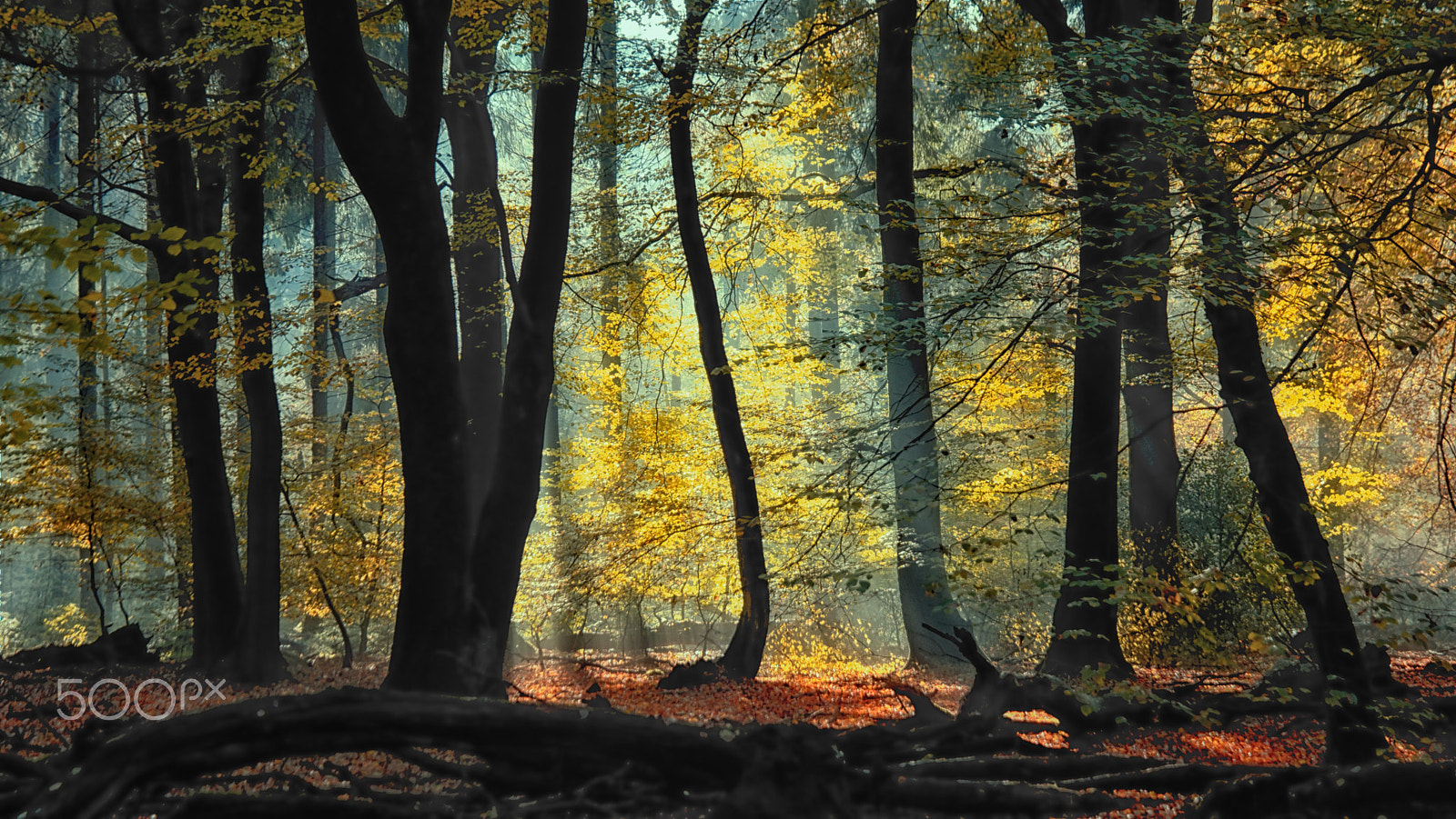 Samsung NX1 + NX 18-200mm F3.5-6.3 sample photo. Dancing trees in the light photography