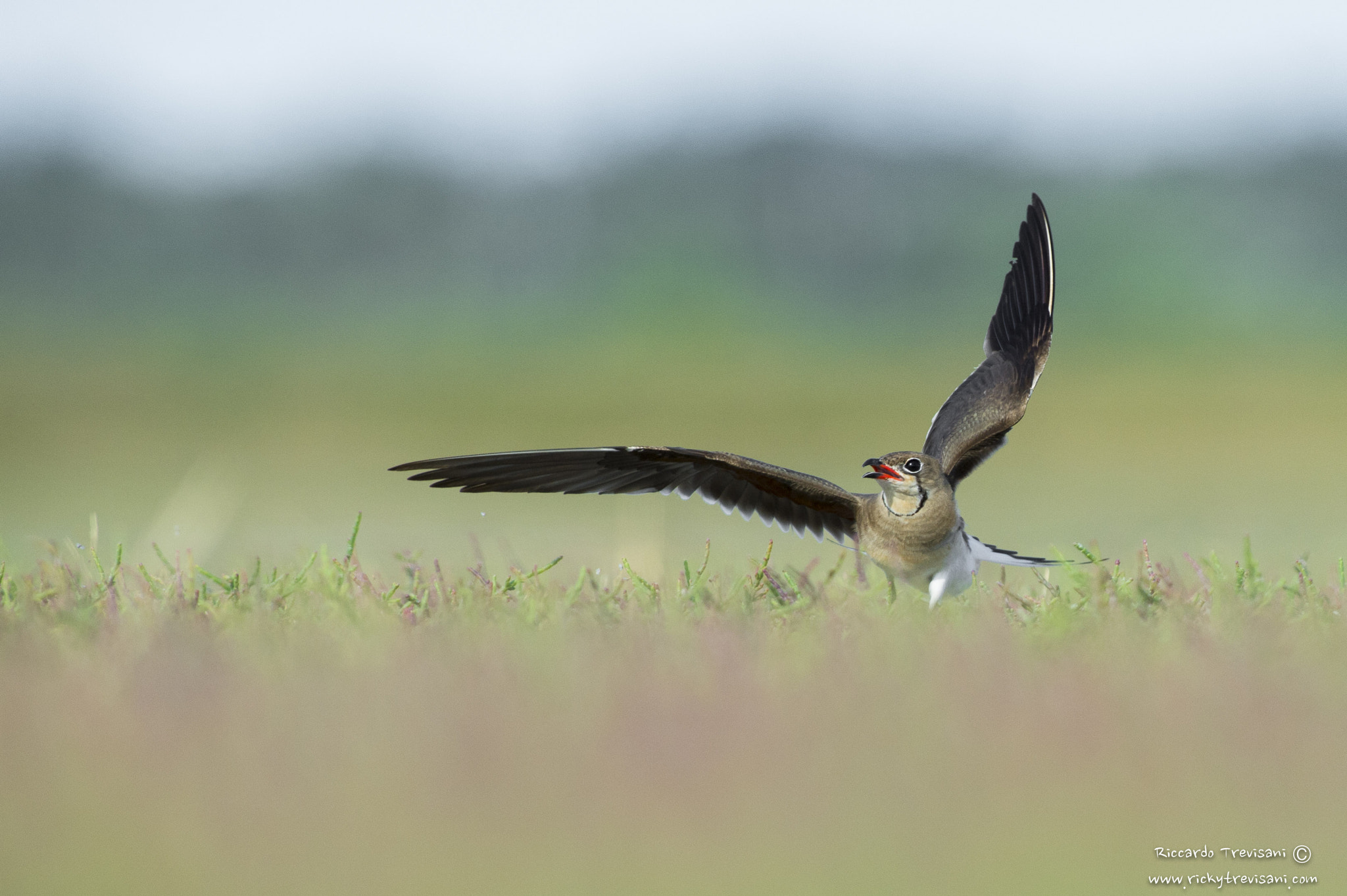 Nikon AF-S Nikkor 300mm F2.8G ED VR II sample photo. Pratincole photography