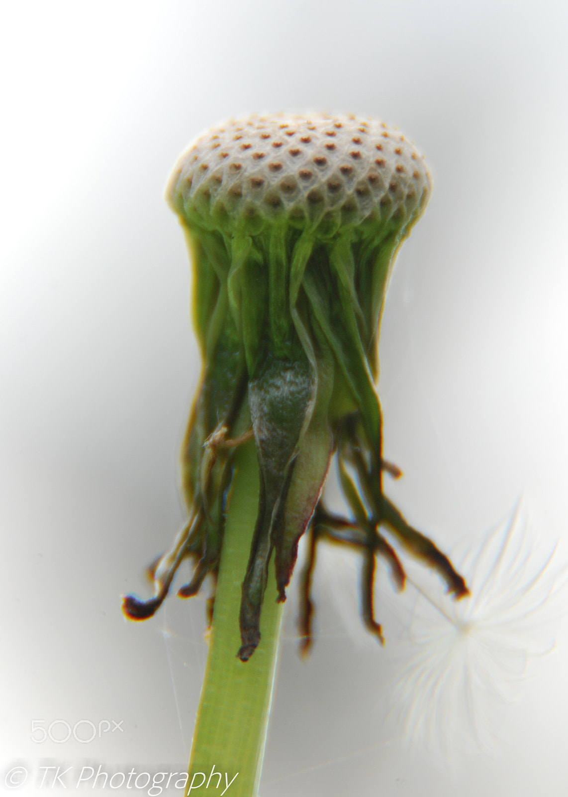 Nikon D60 sample photo. All life comes to an end photography