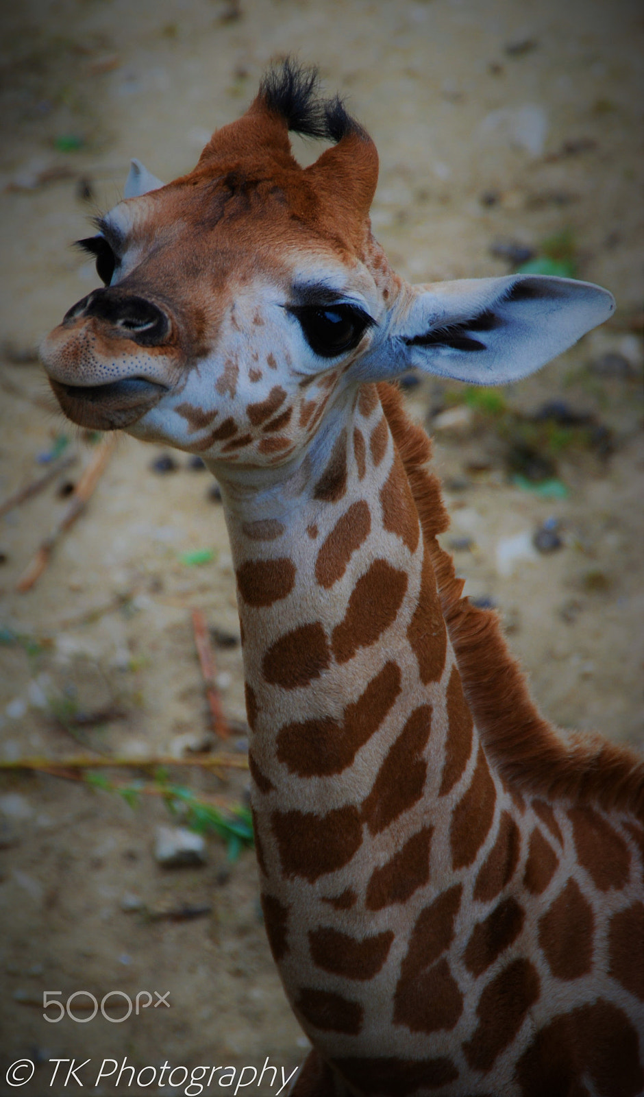 Nikon D60 sample photo. Feed me photography