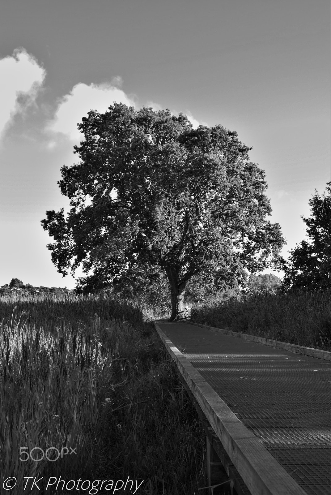 Nikon D60 sample photo. The tree of life photography