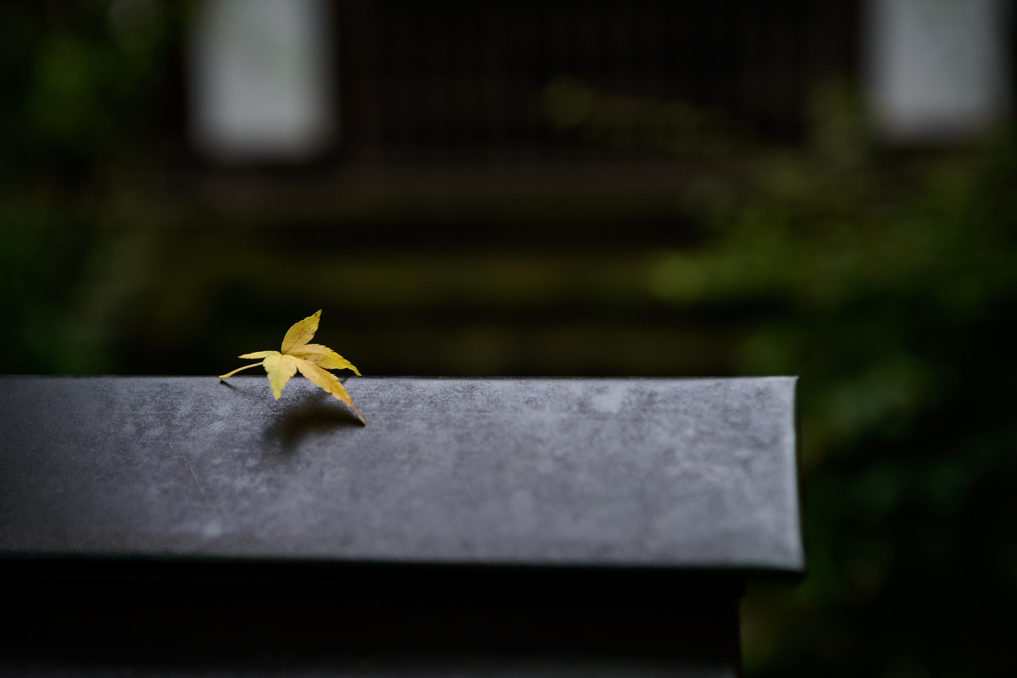 Sigma 24-70mm F2.8 EX DG Macro sample photo. The voice of autumn photography