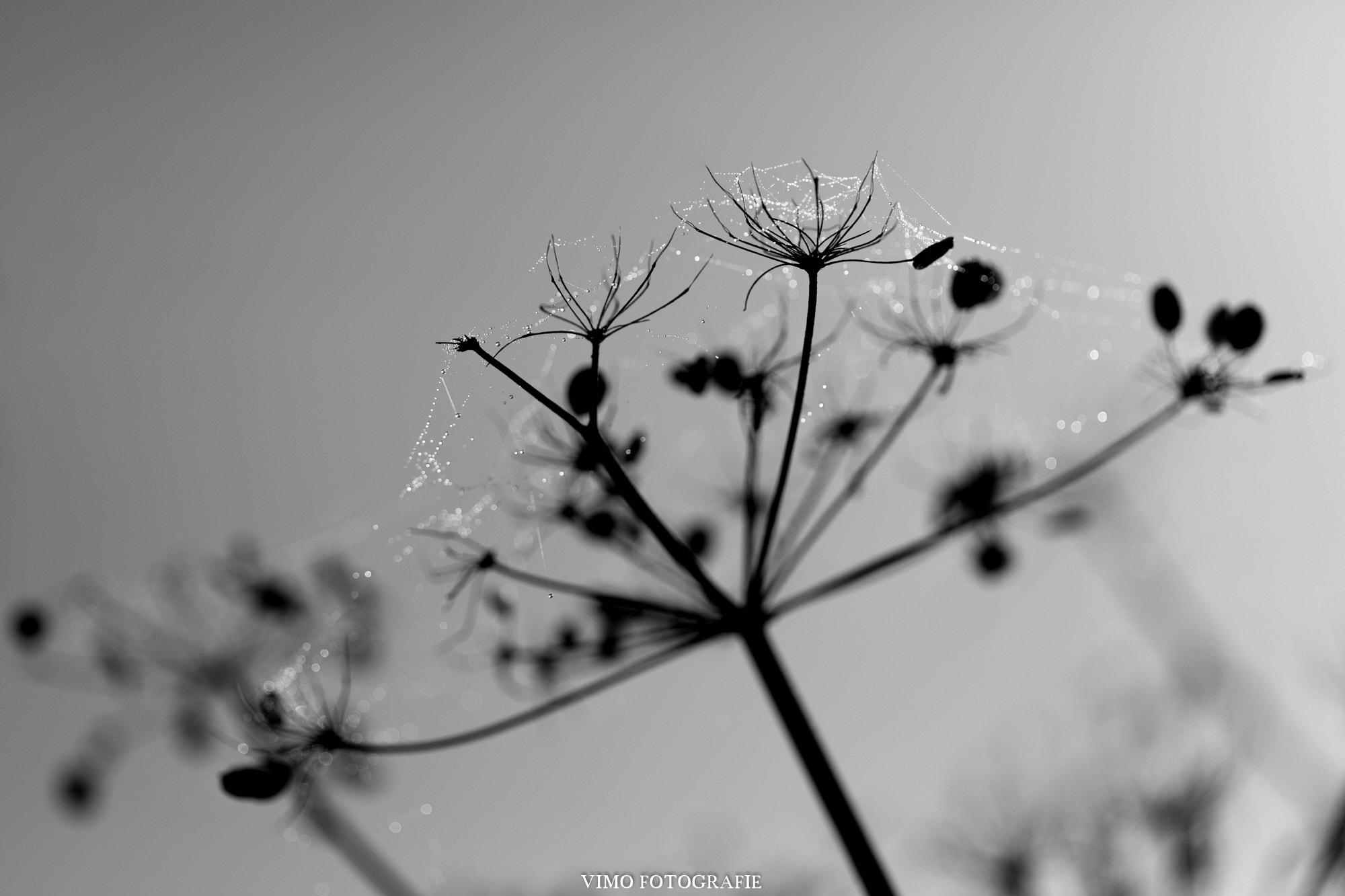 Canon EF 100mm F2.8 Macro USM sample photo. Kalkennatuur photography
