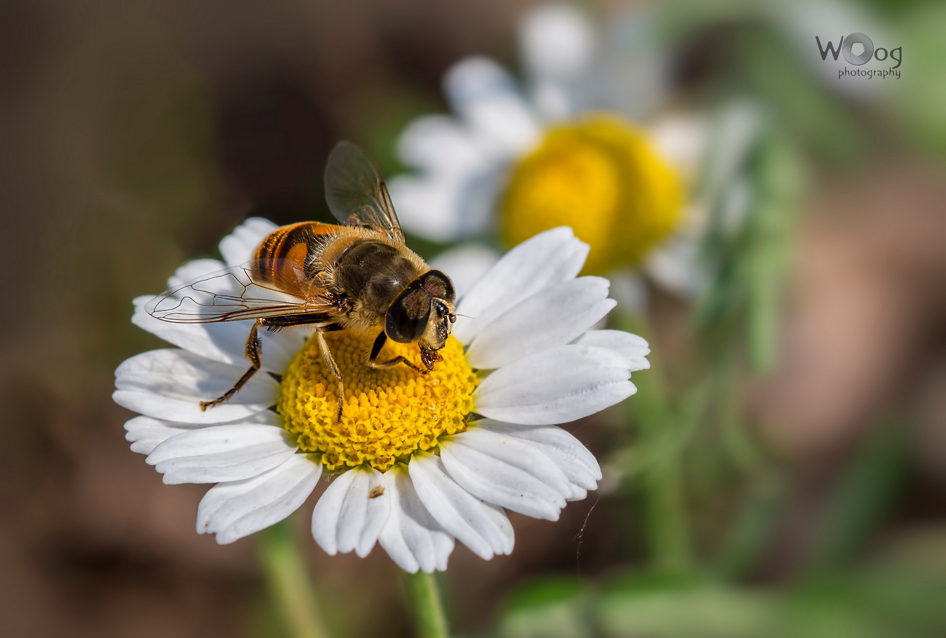 Sigma 105mm F2.8 EX DG OS HSM sample photo. Bee on a flower photography
