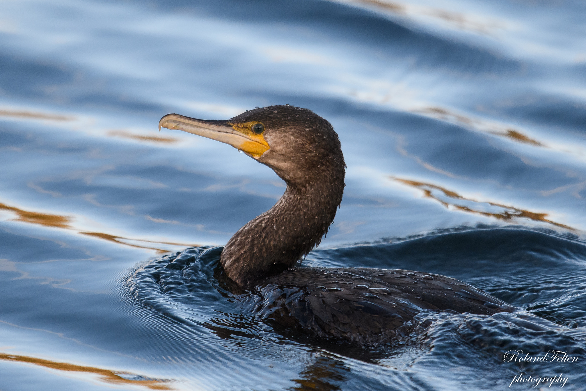 Nikon AF-S Nikkor 600mm F4G ED VR sample photo. Surfacing photography
