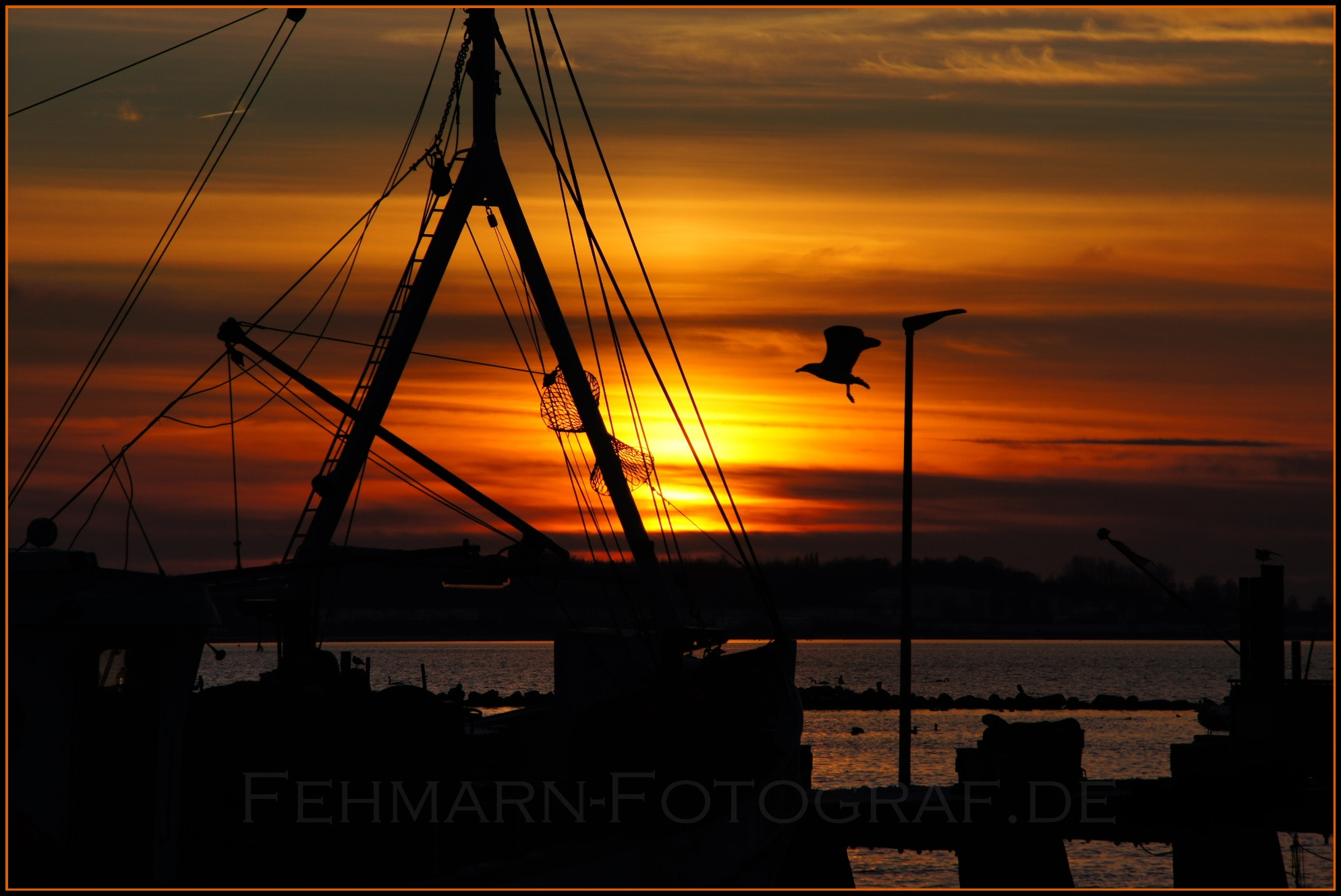 Sony Alpha DSLR-A580 sample photo. The seagull photography