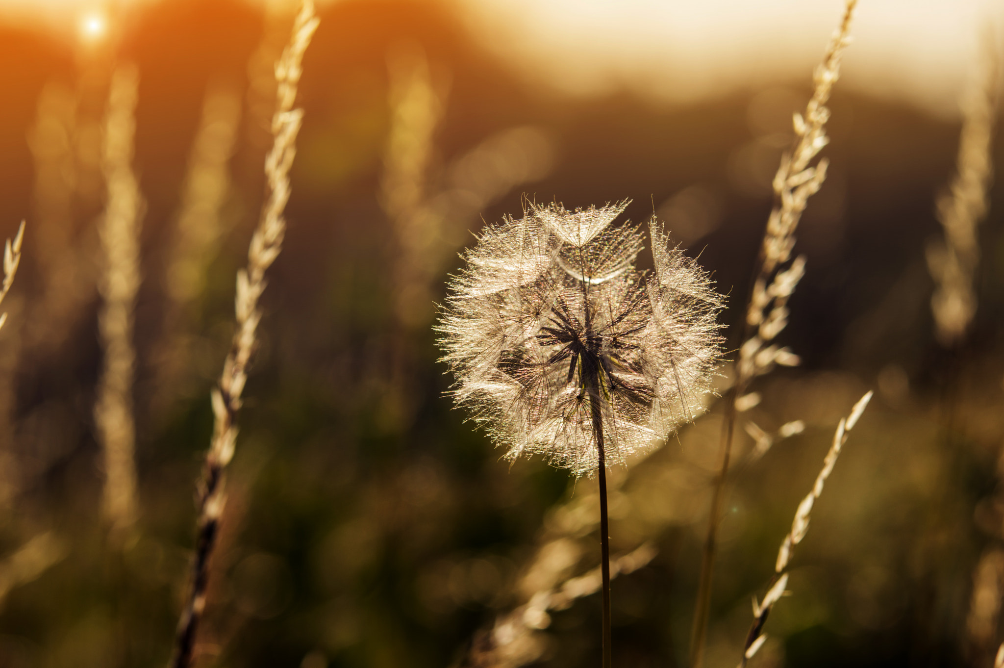 Pentax K-3 sample photo. Summer evening meadow photography