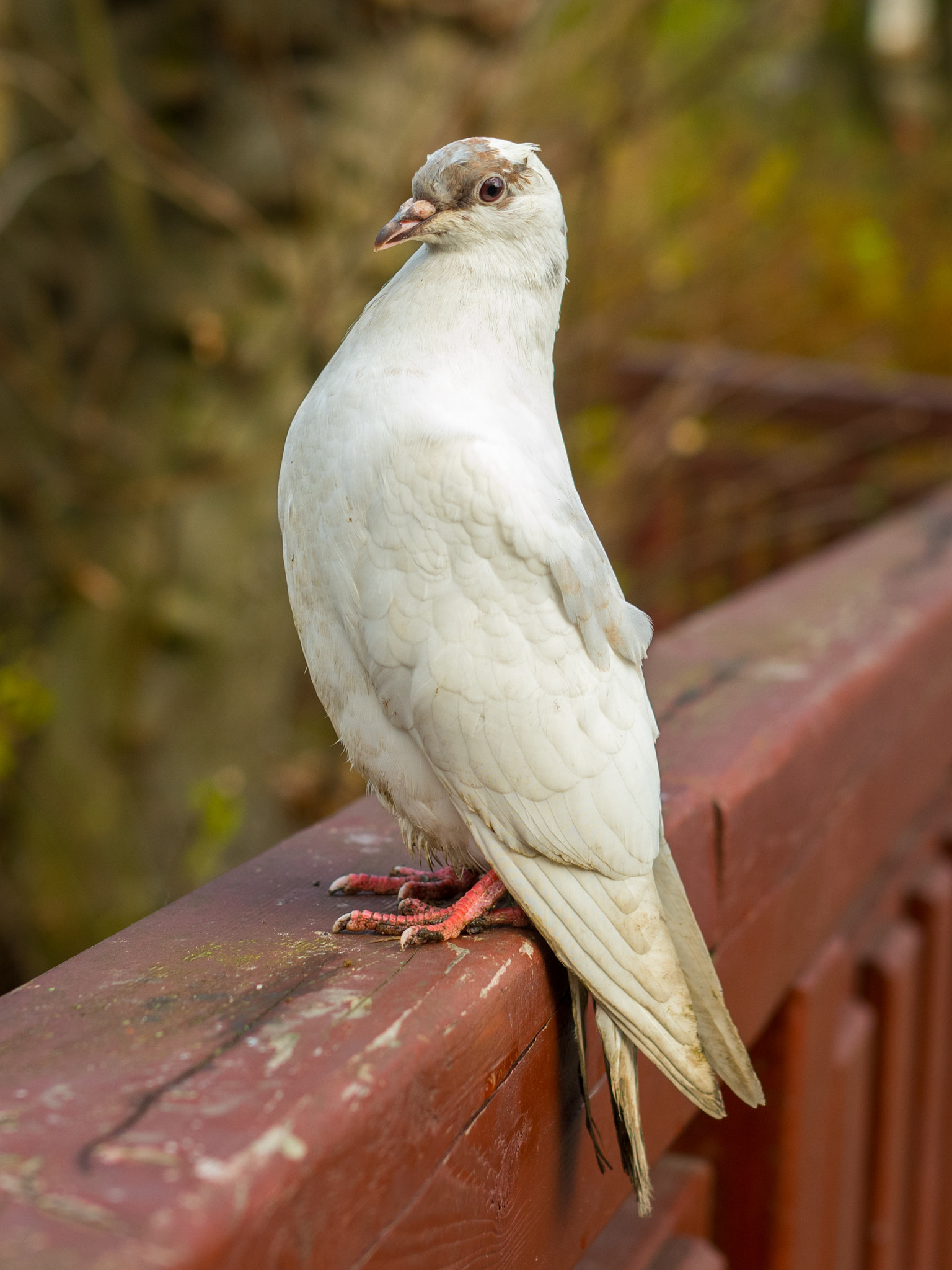 Olympus OM-D E-M5 II + OLYMPUS M.25mm F1.2 sample photo. Pigeon photography