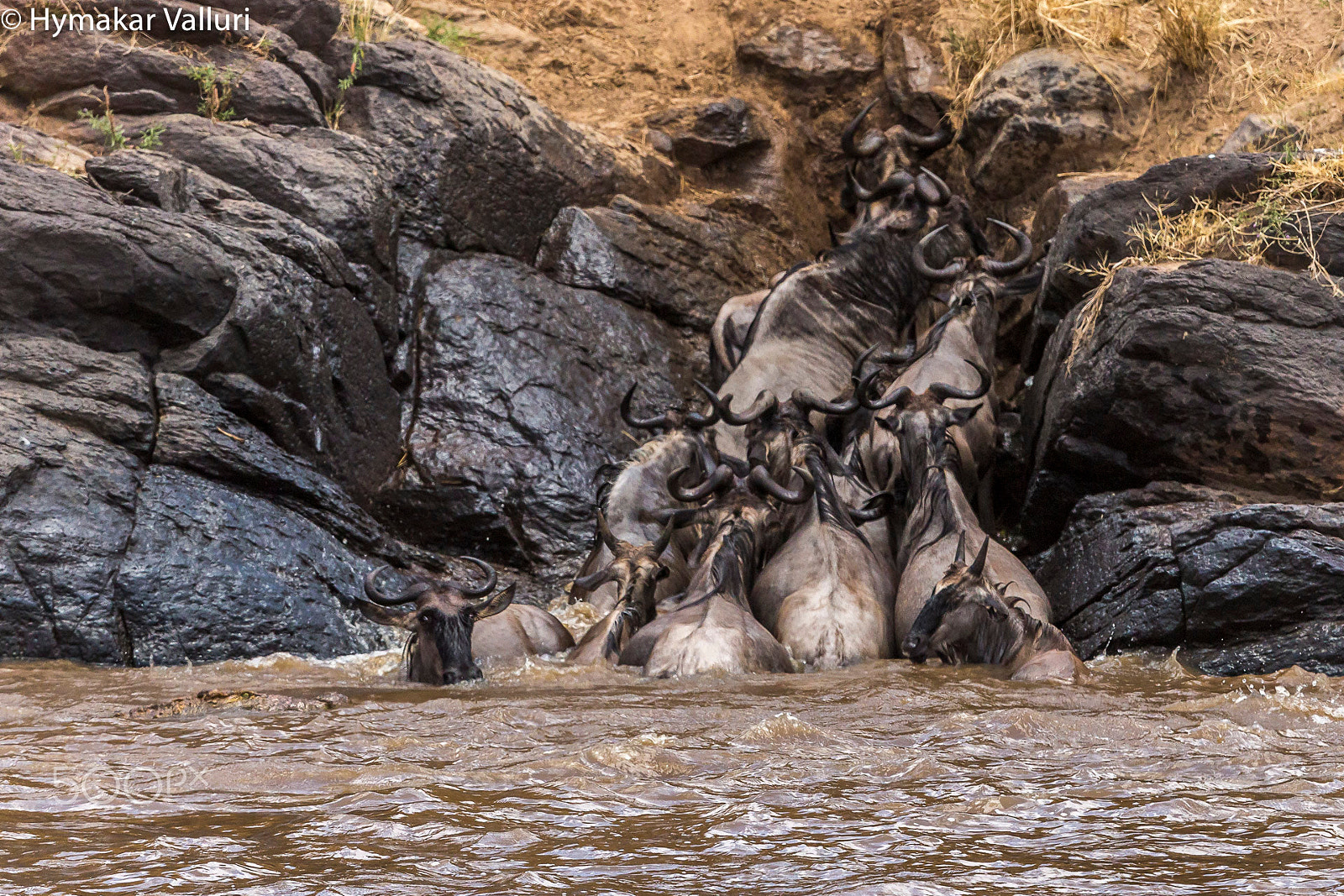 Canon EF 500mm F4L IS II USM sample photo. Croc corners the wildebeest photography