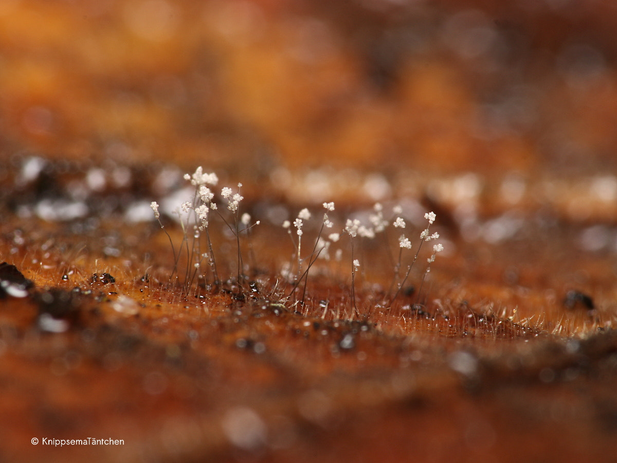 Sigma 105mm F2.8 EX DG OS HSM sample photo. ... flowerpower on a leaf. photography