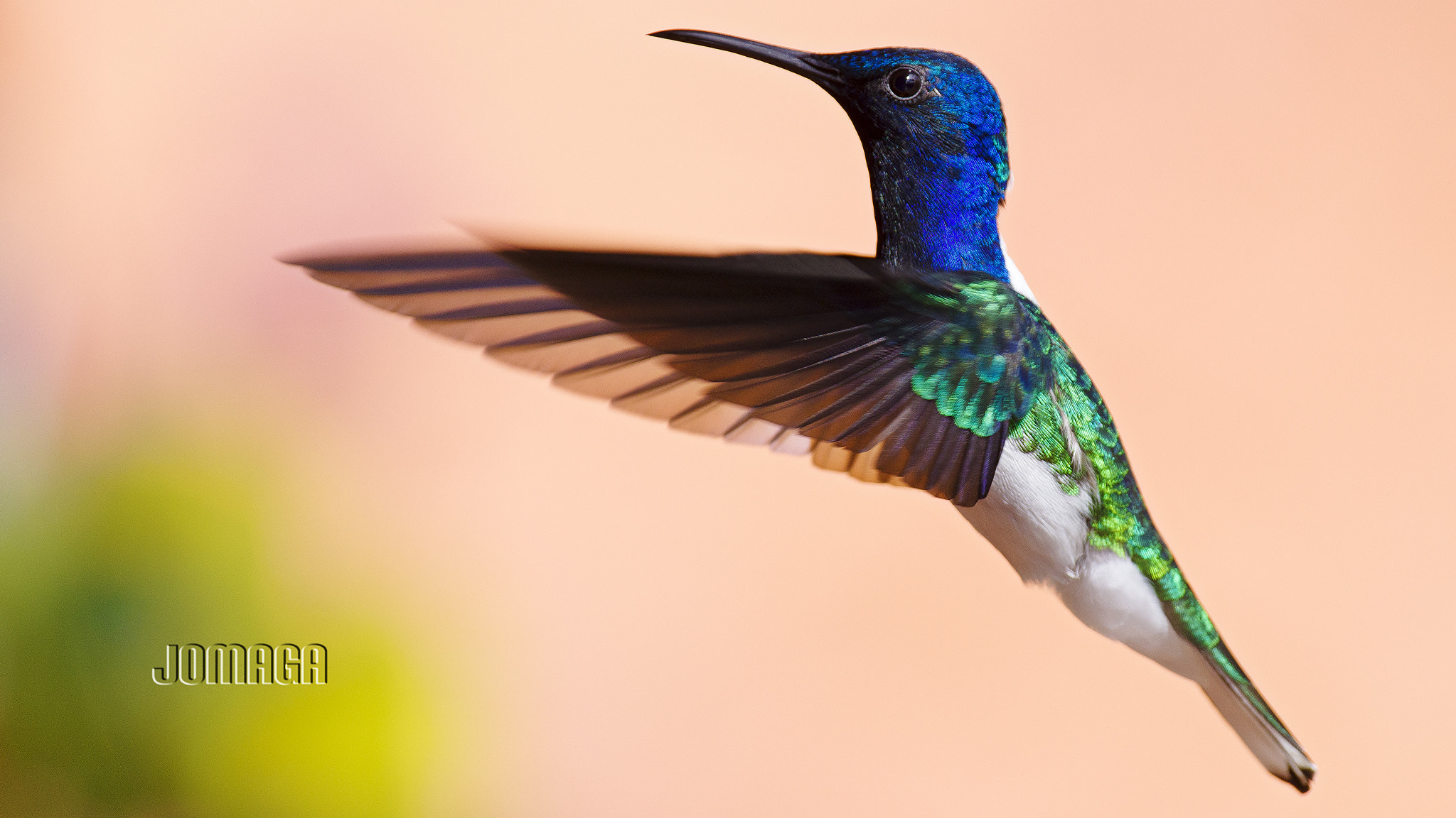 Pentax K-1 sample photo. Hummingbird in action photography
