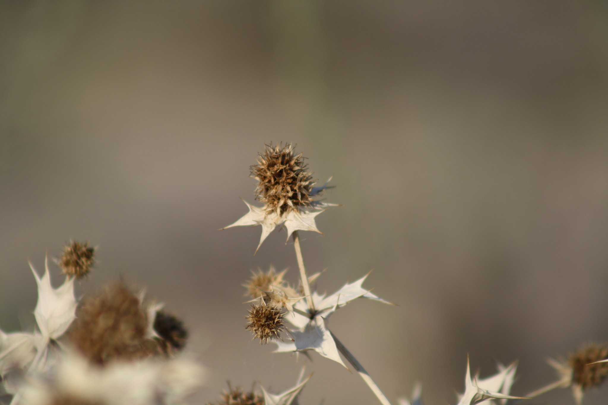 Canon EF 75-300mm f/4-5.6 USM sample photo. Img photography
