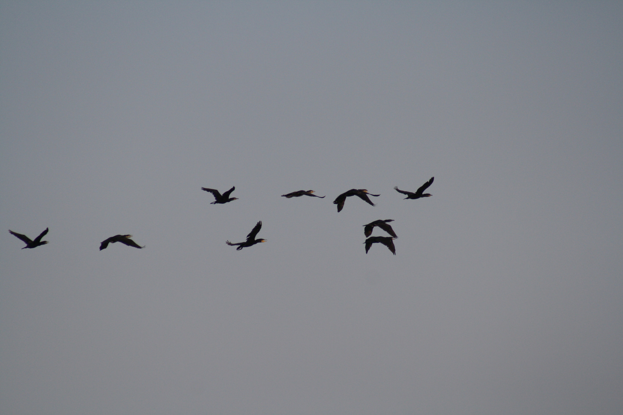 Canon EF 75-300mm f/4-5.6 USM sample photo. Img photography