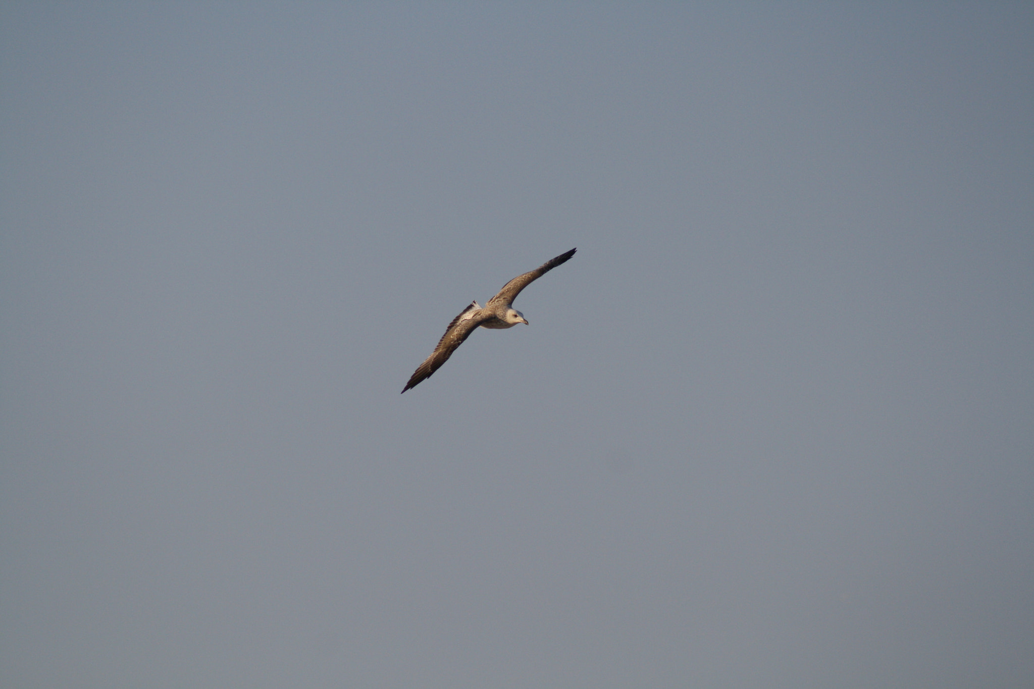 Canon EF 75-300mm f/4-5.6 USM sample photo. Img photography