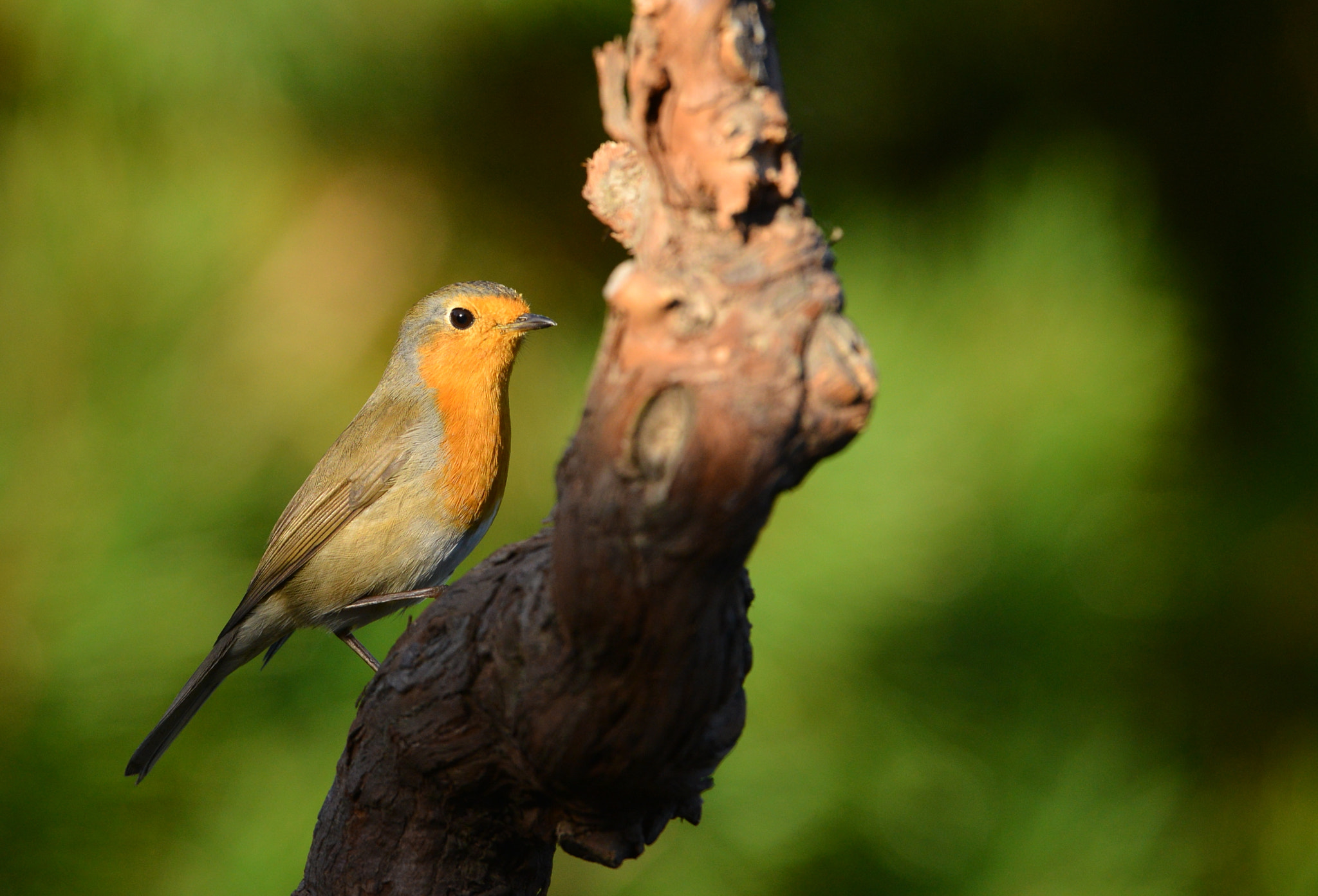 Nikon D600 + Nikon AF-S Nikkor 500mm F4G ED VR sample photo. Roodborst photography