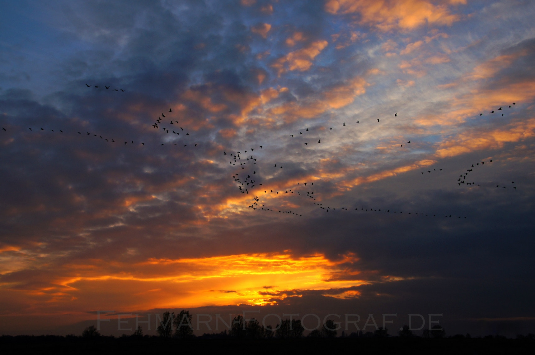 Sony Alpha DSLR-A580 sample photo. Bird swarm photography