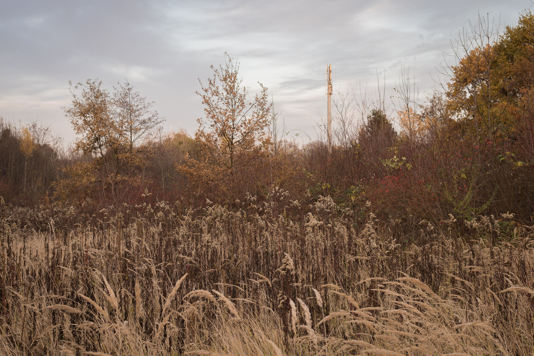 Sigma 30mm F2.8 DN Art sample photo. Fall photography