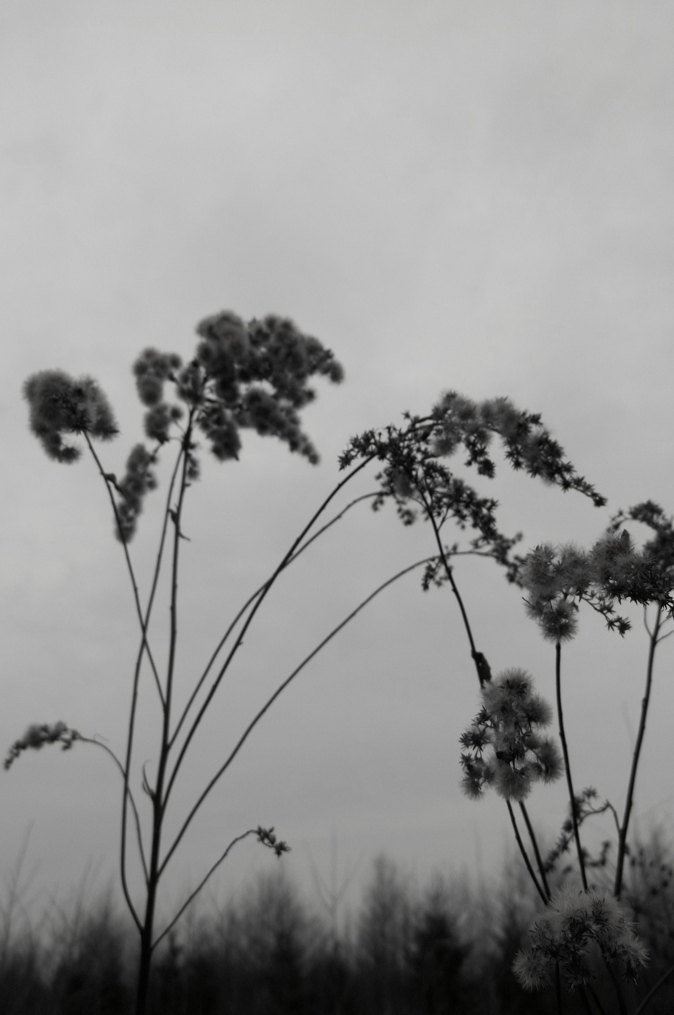 Kodak EASYSHARE C195 DIGITAL CAMERA sample photo. Black&white photography