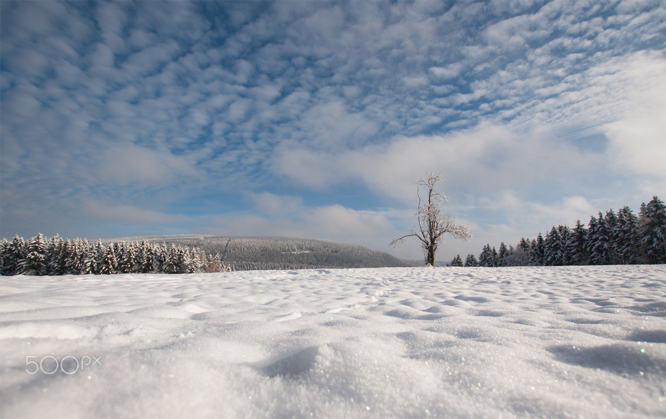 Nikon D90 sample photo. Winter photography