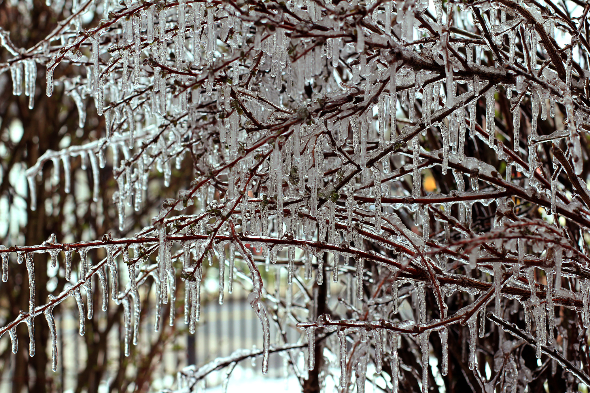Canon EOS 550D (EOS Rebel T2i / EOS Kiss X4) sample photo. Transparent photography