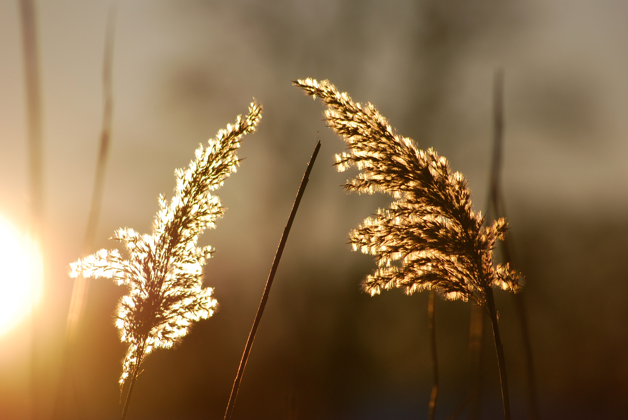 Sigma 70-300mm F4-5.6 APO DG Macro sample photo. Sunset photography