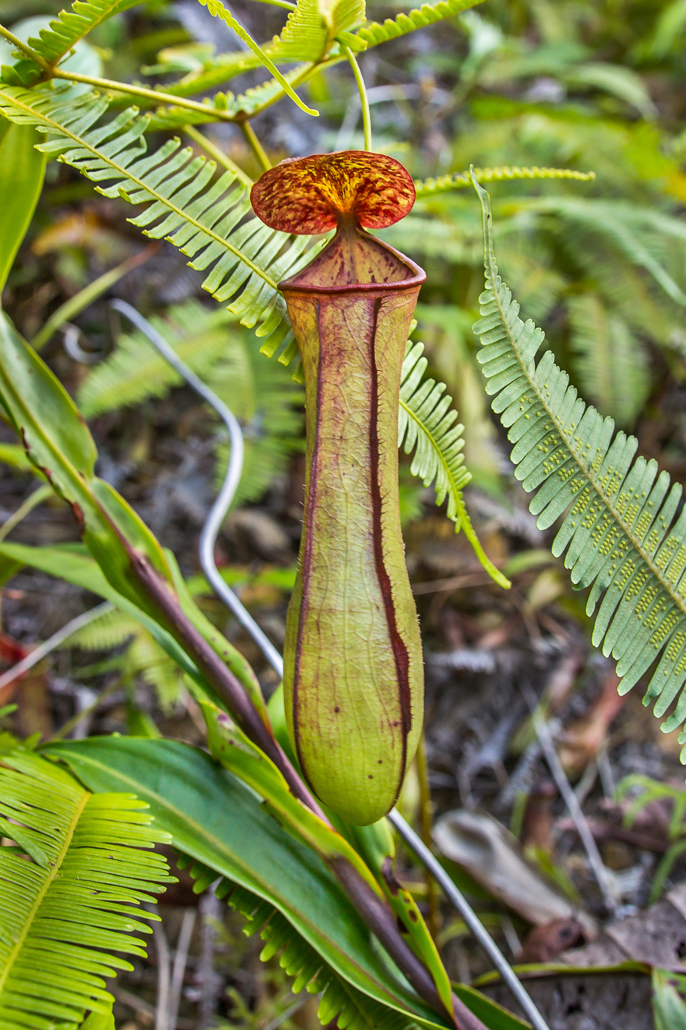 Canon EOS 60D sample photo. "slender pitcher-plant ii" photography