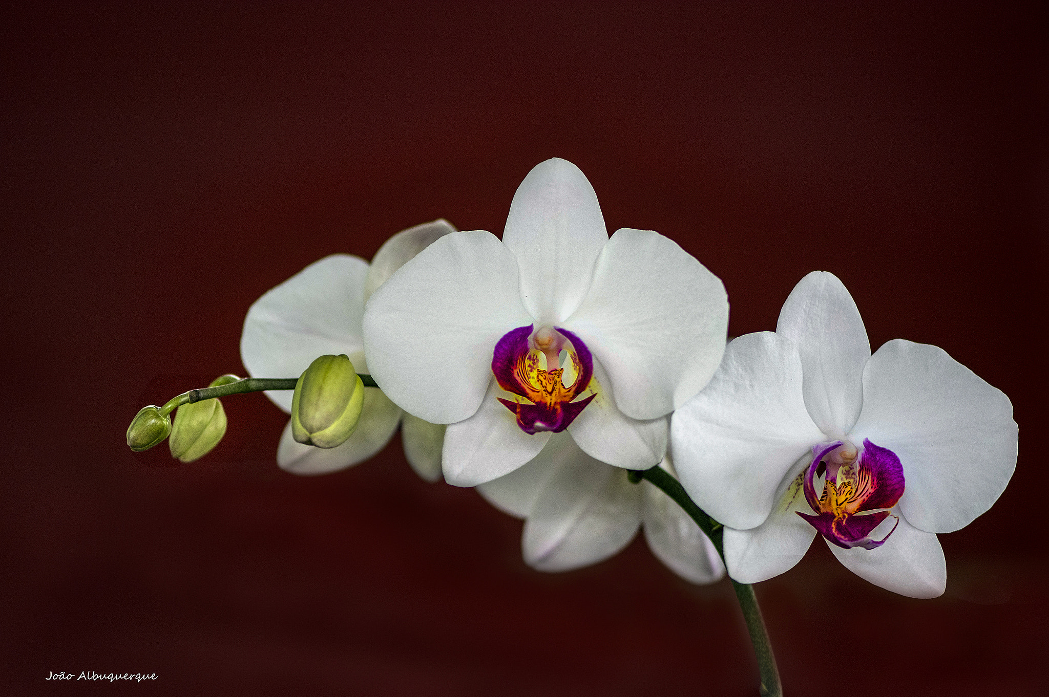 Nikon AF-S Micro-Nikkor 105mm F2.8G IF-ED VR sample photo. White and red photography