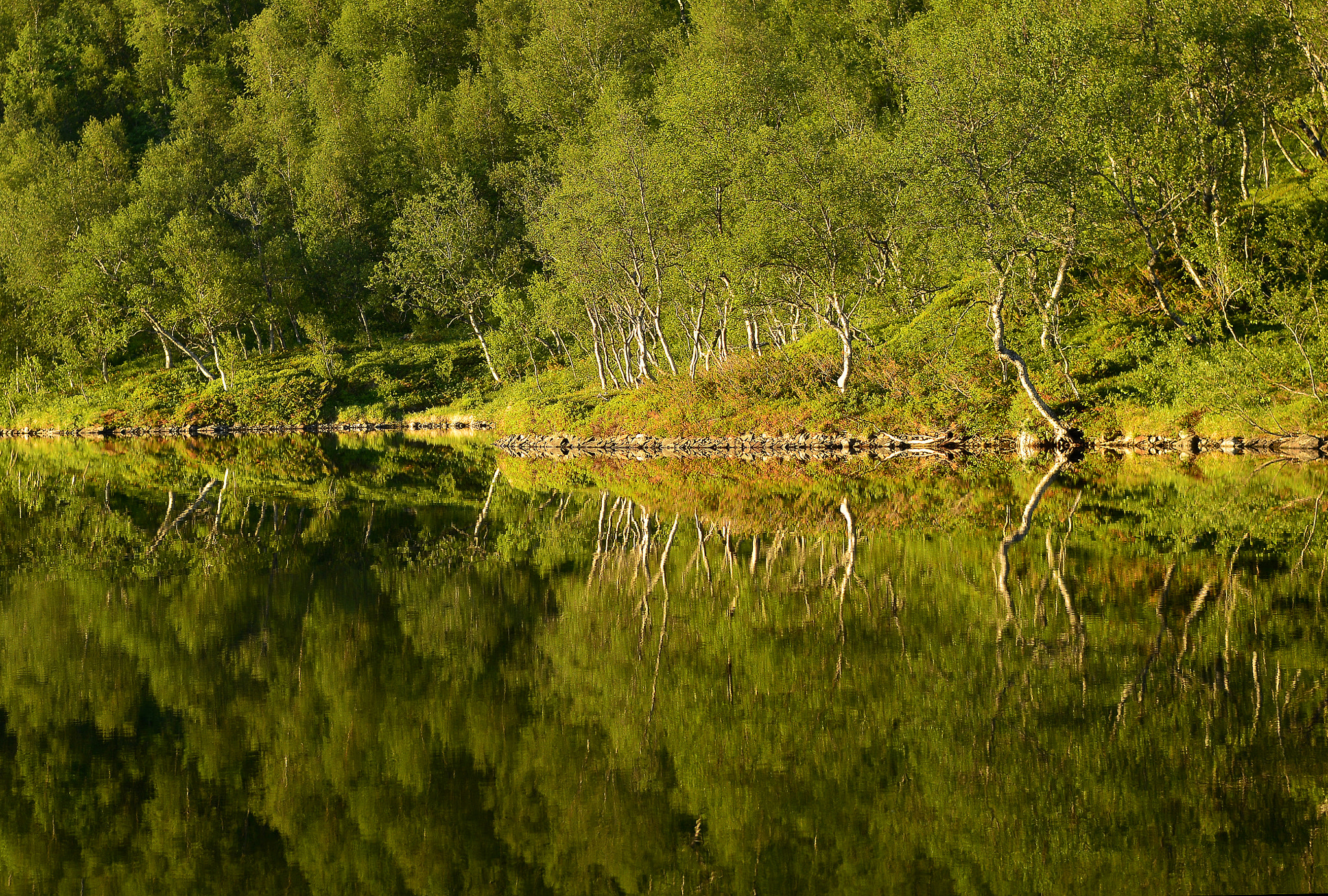 Nikon D800 sample photo. Dyrlivatnet photography
