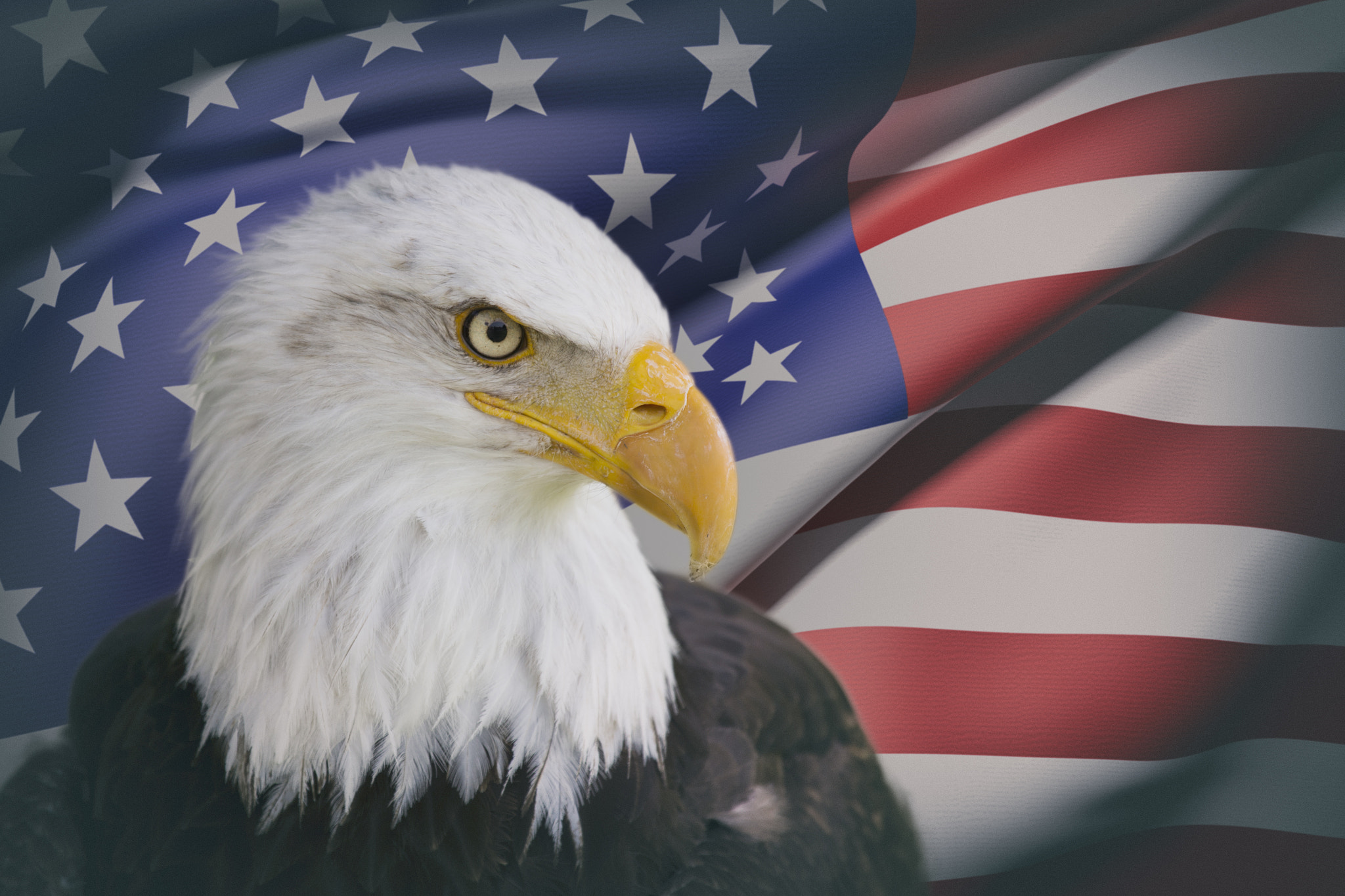 Canon EOS-1D X sample photo. A beautiful bald eagle with a background of a usa flag photography