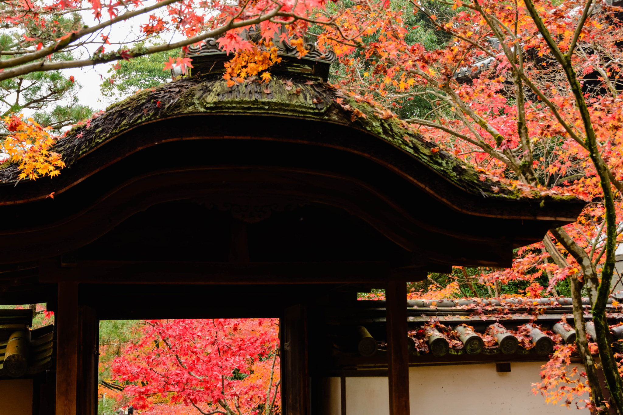 Sigma 18-200mm F3.5-6.3 II DC OS HSM sample photo. 秋色 photography