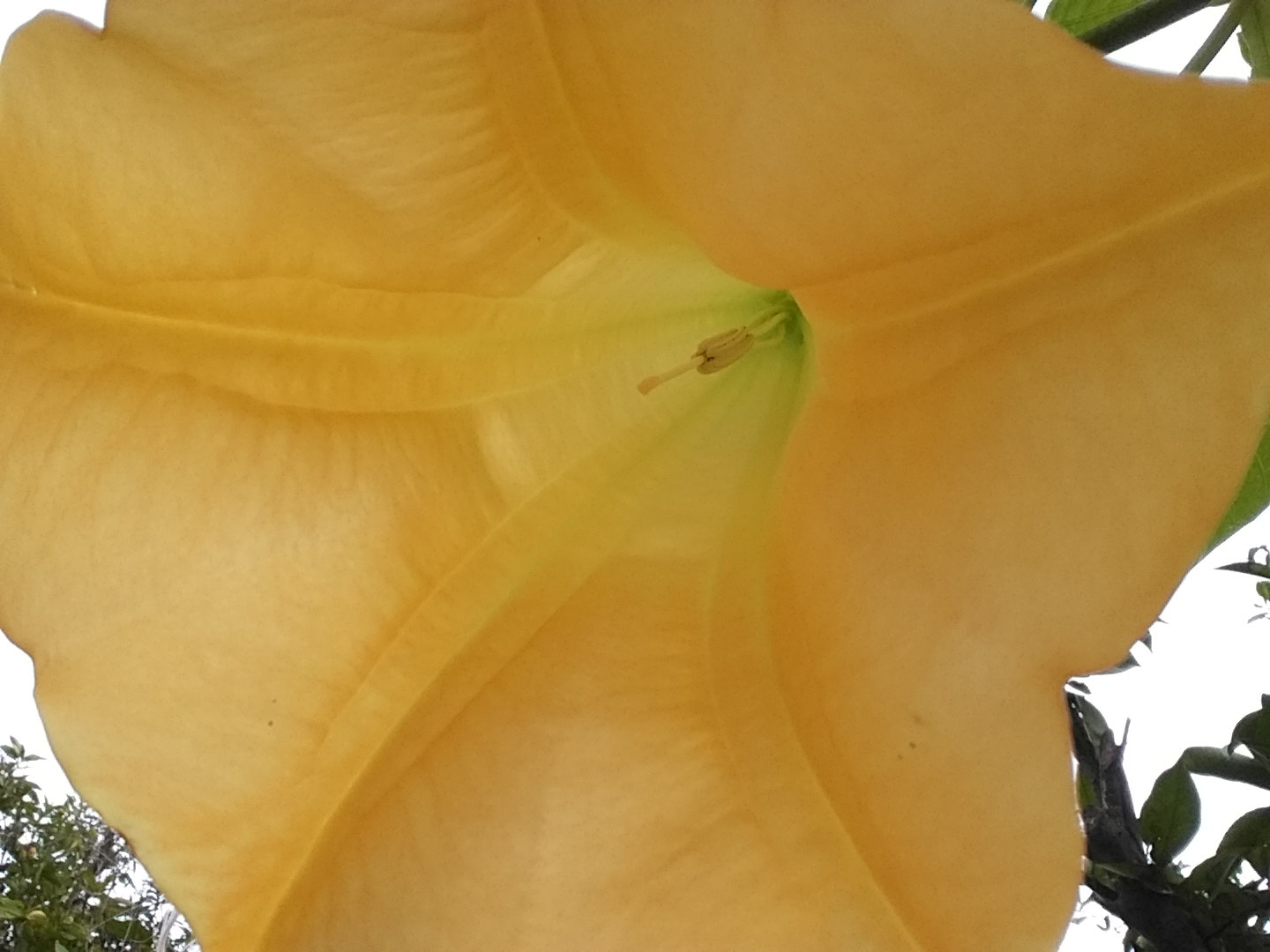 Samsung Galaxy Tab S2 9.7 sample photo. Brugmansia photography