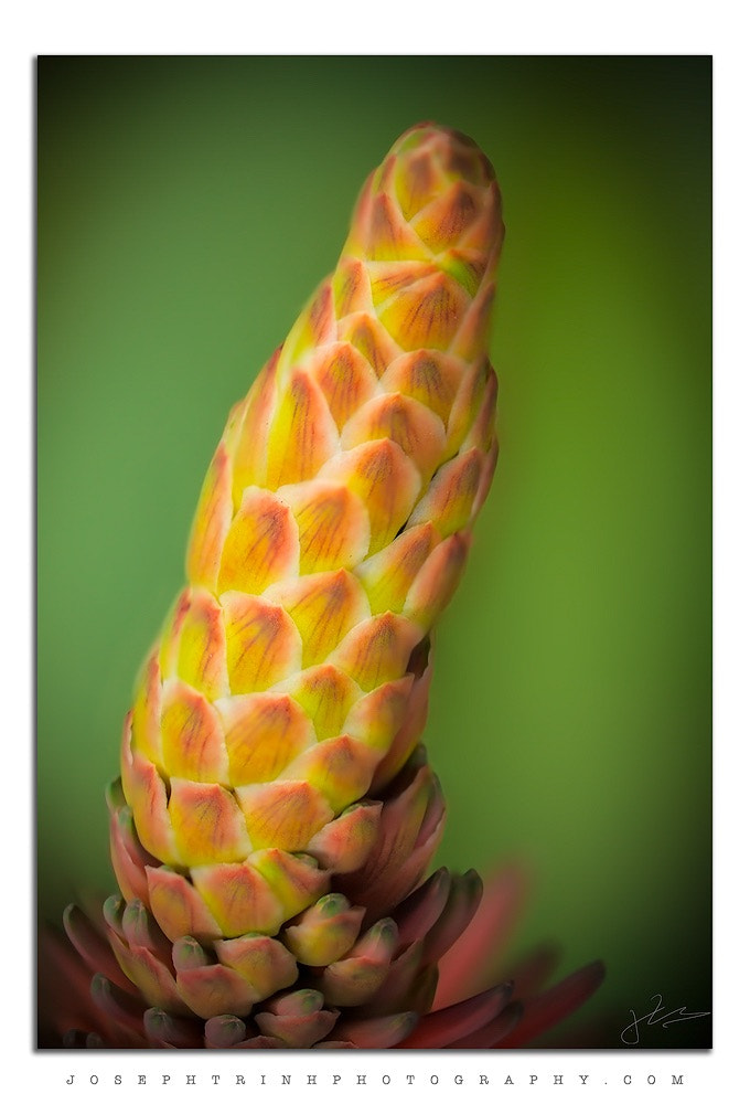 Canon EF 180mm F3.5L Macro USM sample photo. Aloe vera  photography