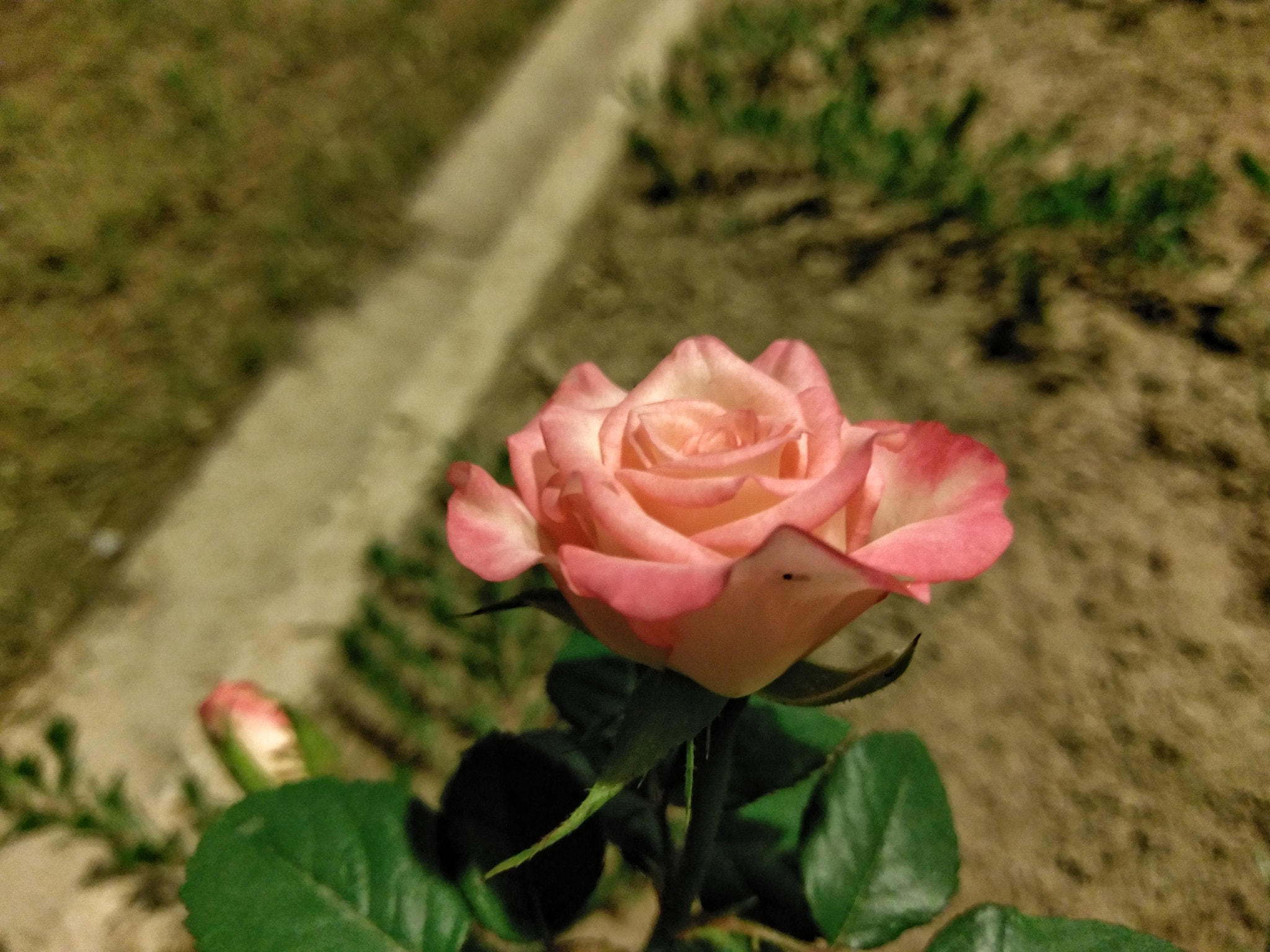 HTC M10 sample photo. Flower photography