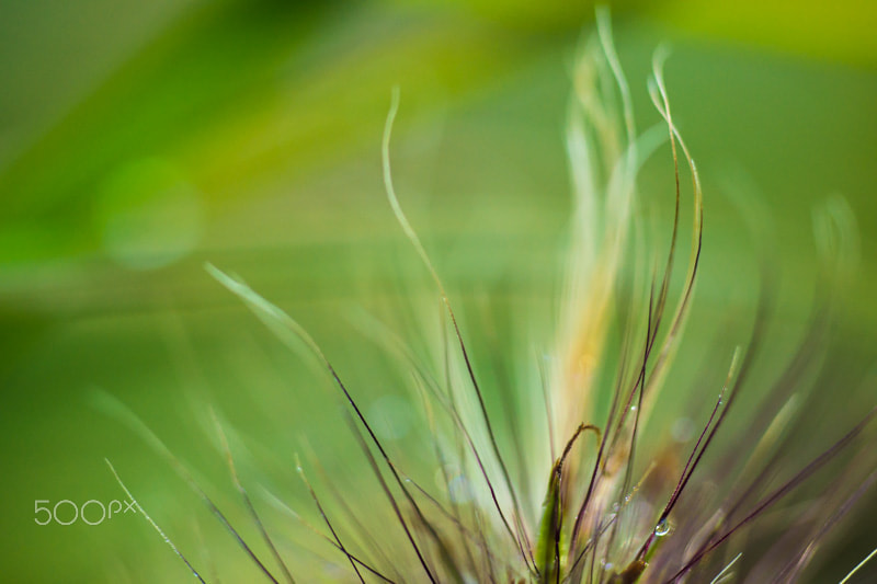 Sony a99 II + MACRO 50mm F2.8 sample photo. Chevelure photography