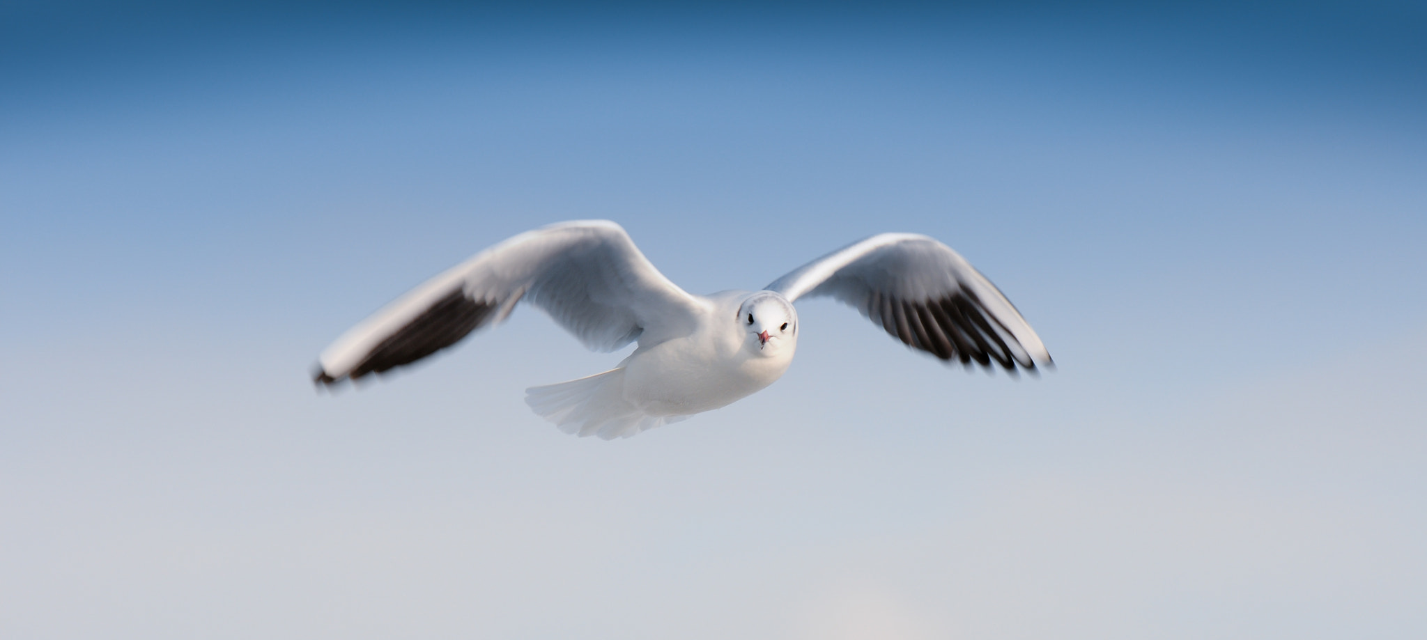 Nikon AF-S Nikkor 70-200mm F2.8G ED VR II sample photo. Seagull photography