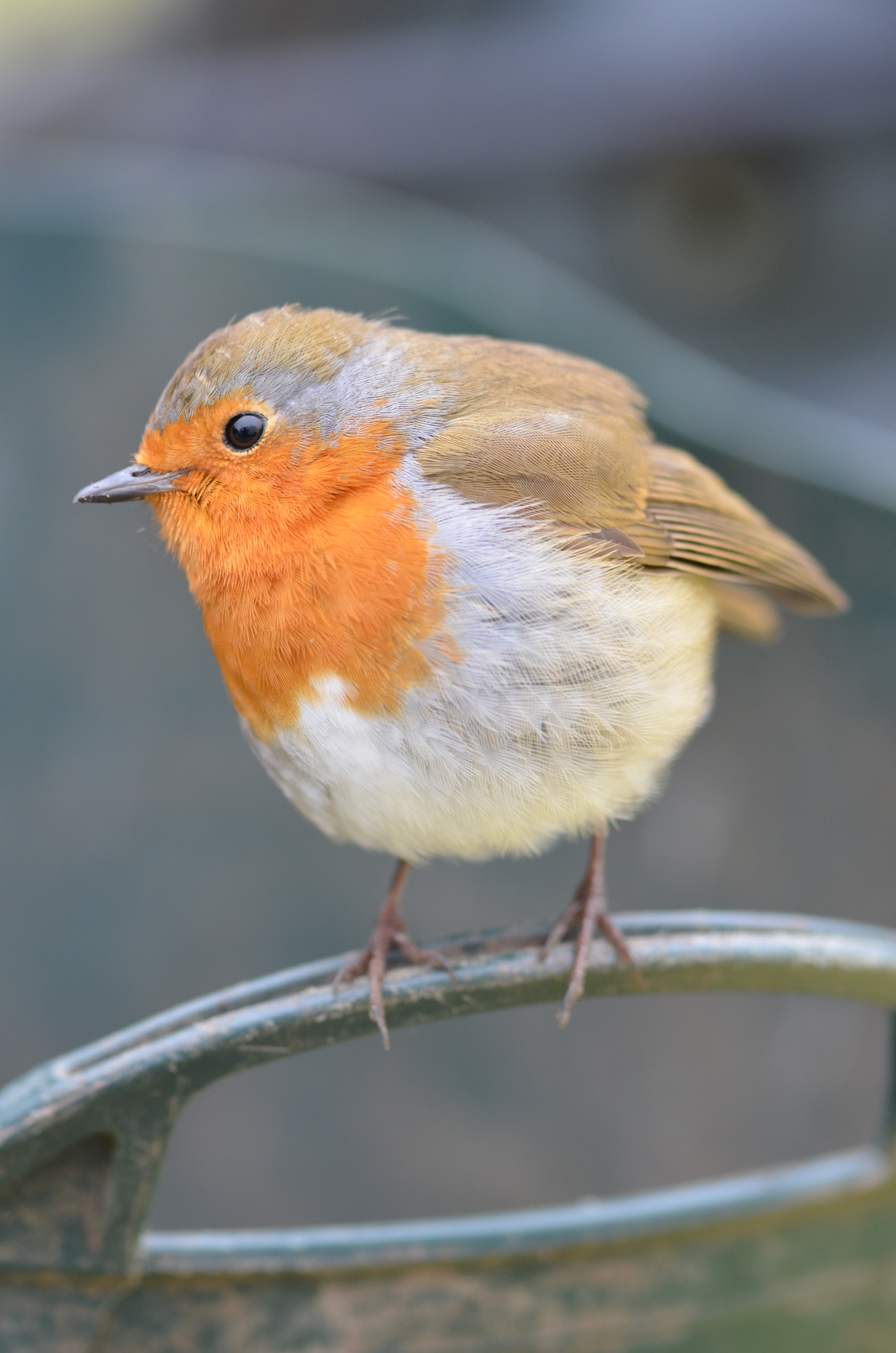 Sigma 105mm F2.8 EX DG OS HSM sample photo. Robin photography
