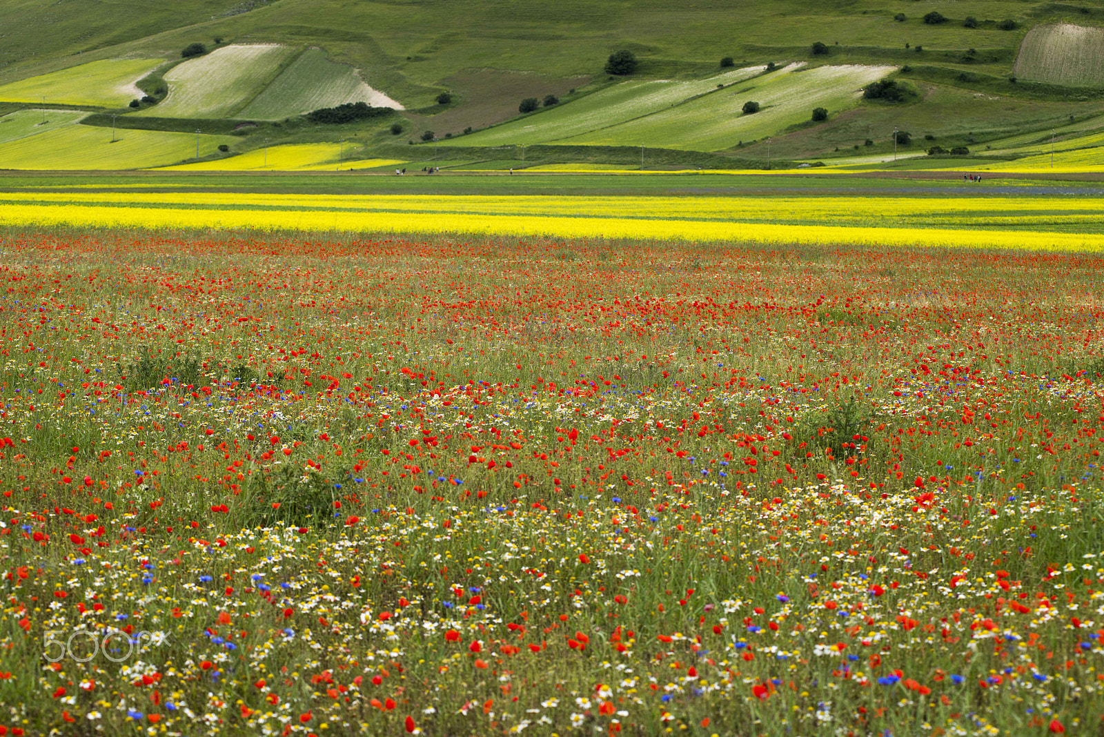 AF Zoom-Nikkor 80-200mm f/2.8 ED sample photo. Castelluccio fiori photography