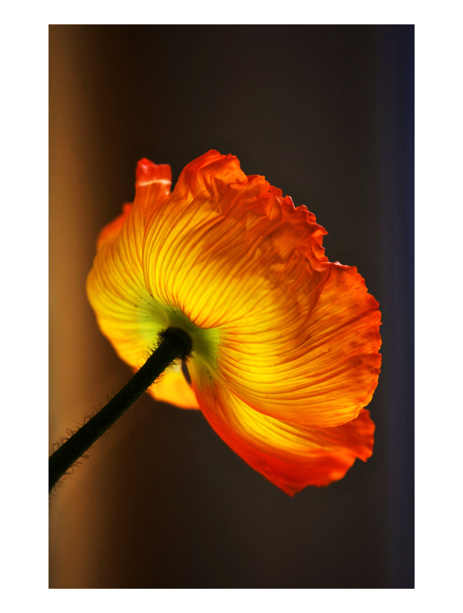 Canon EOS 5D sample photo. Poppy orange photography