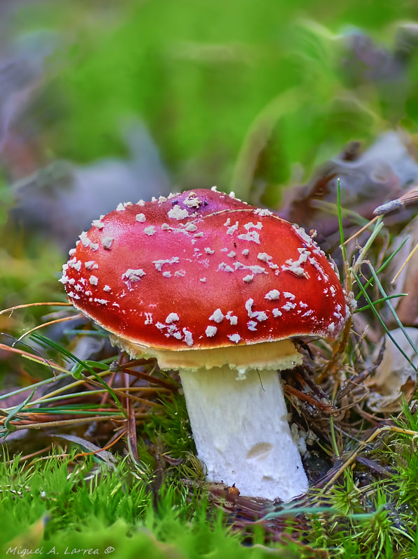 Sony ILCA-77M2 + Tamron SP AF 90mm F2.8 Di Macro sample photo. Amanita muscaria photography