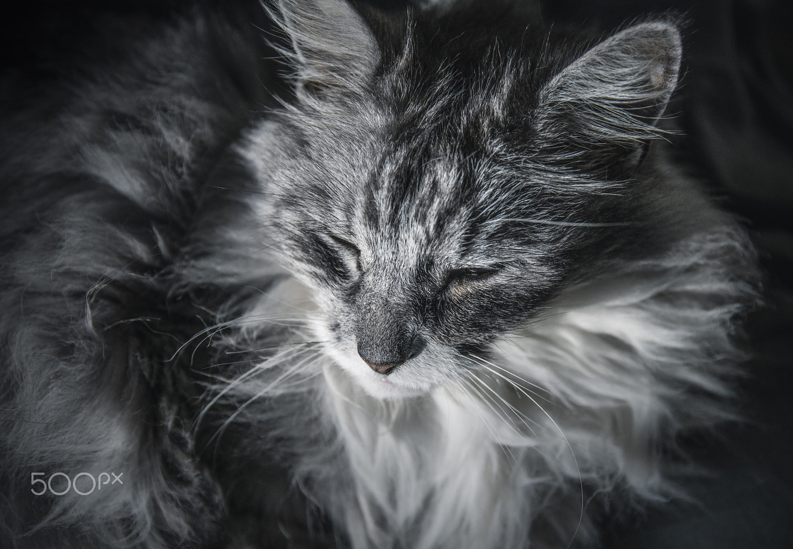24-105mm F4 sample photo. Fluffy photography