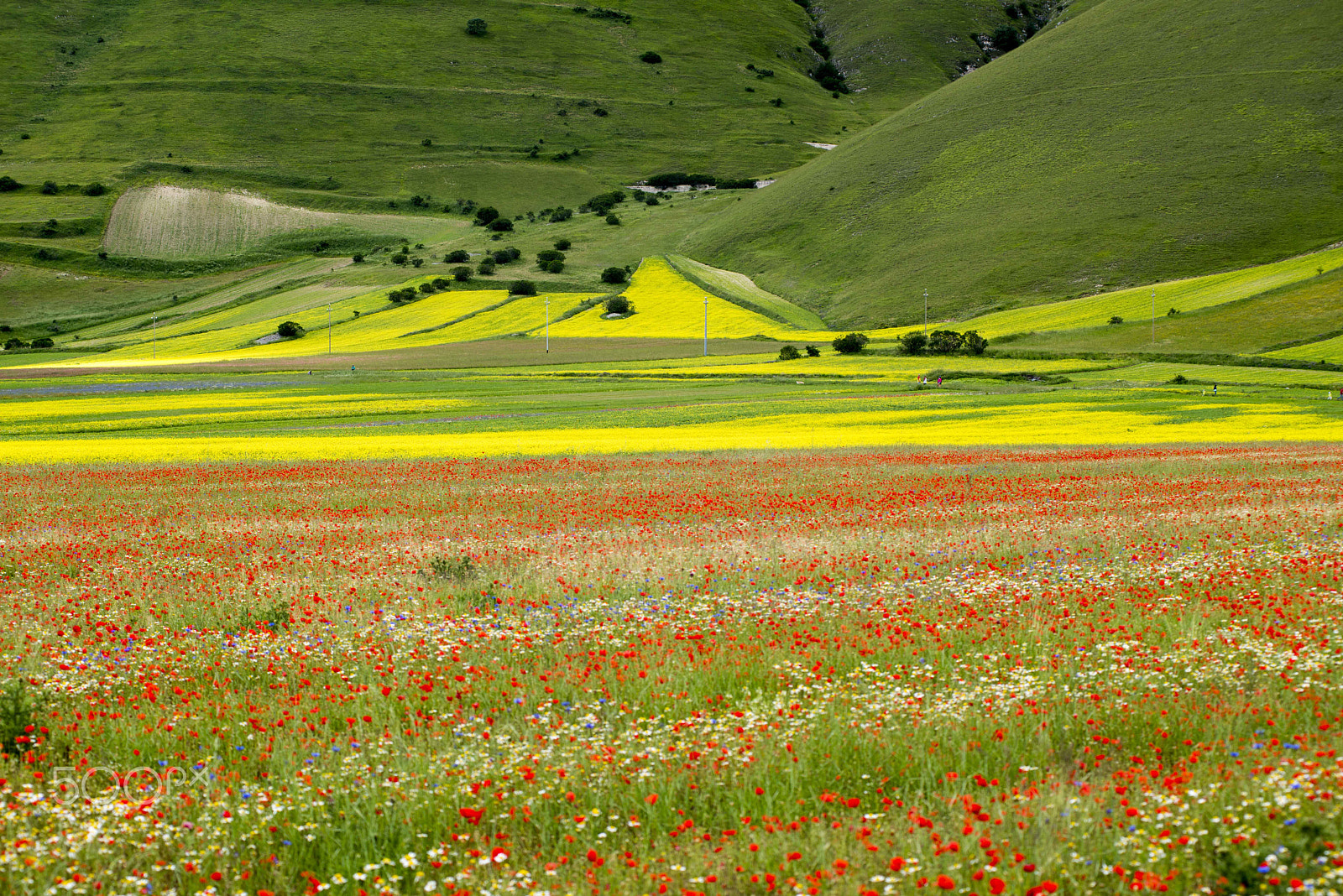 AF Zoom-Nikkor 80-200mm f/2.8 ED sample photo. Castelluccio colors photography