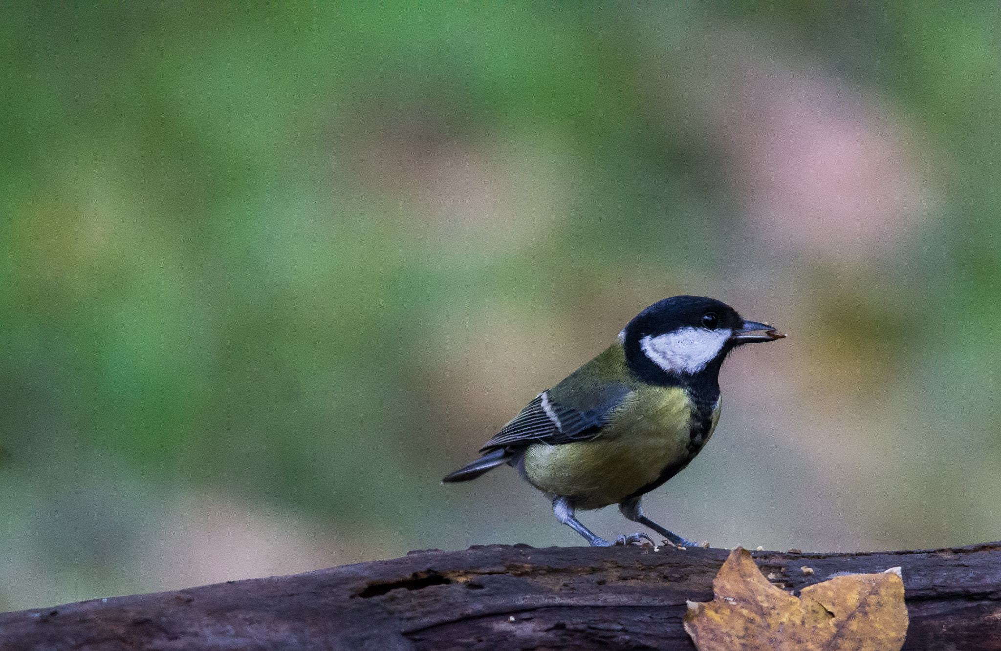 Sigma 150-500mm F5-6.3 DG OS HSM sample photo. Cinciallegra photography