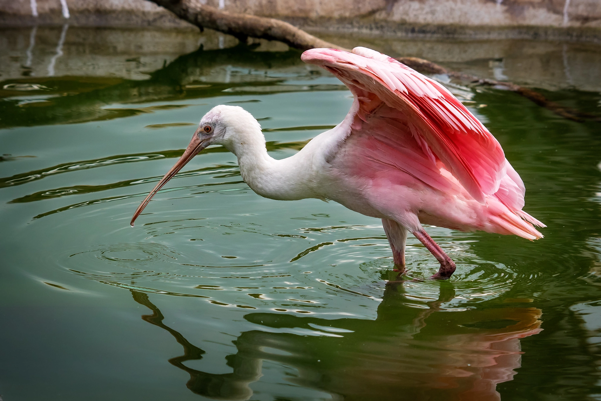 Olympus OM-D E-M1 sample photo. Roseate spoonbill (platalea ajaja)  photography